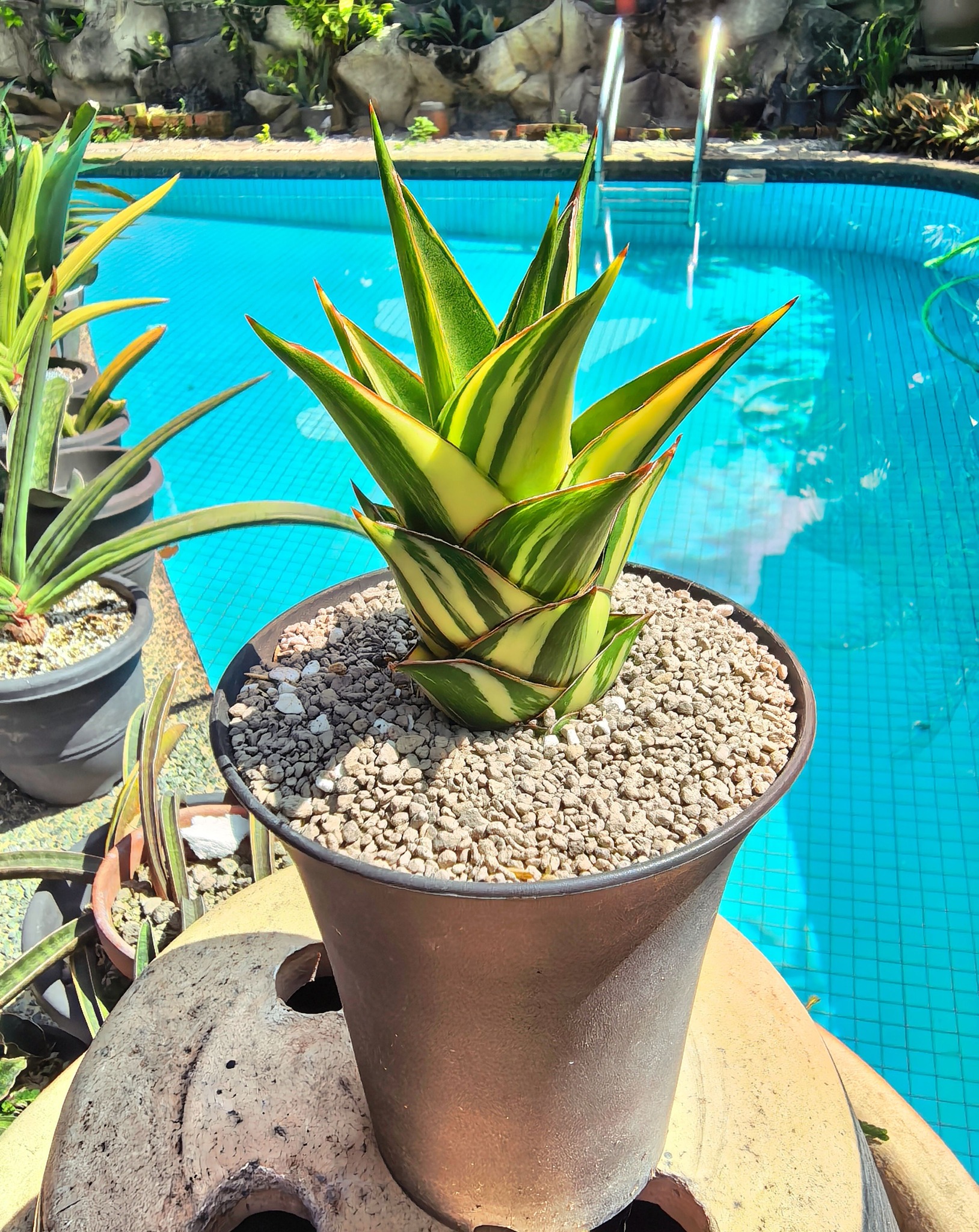 Sansevieria Patens Variegated. Patently impressive 😁