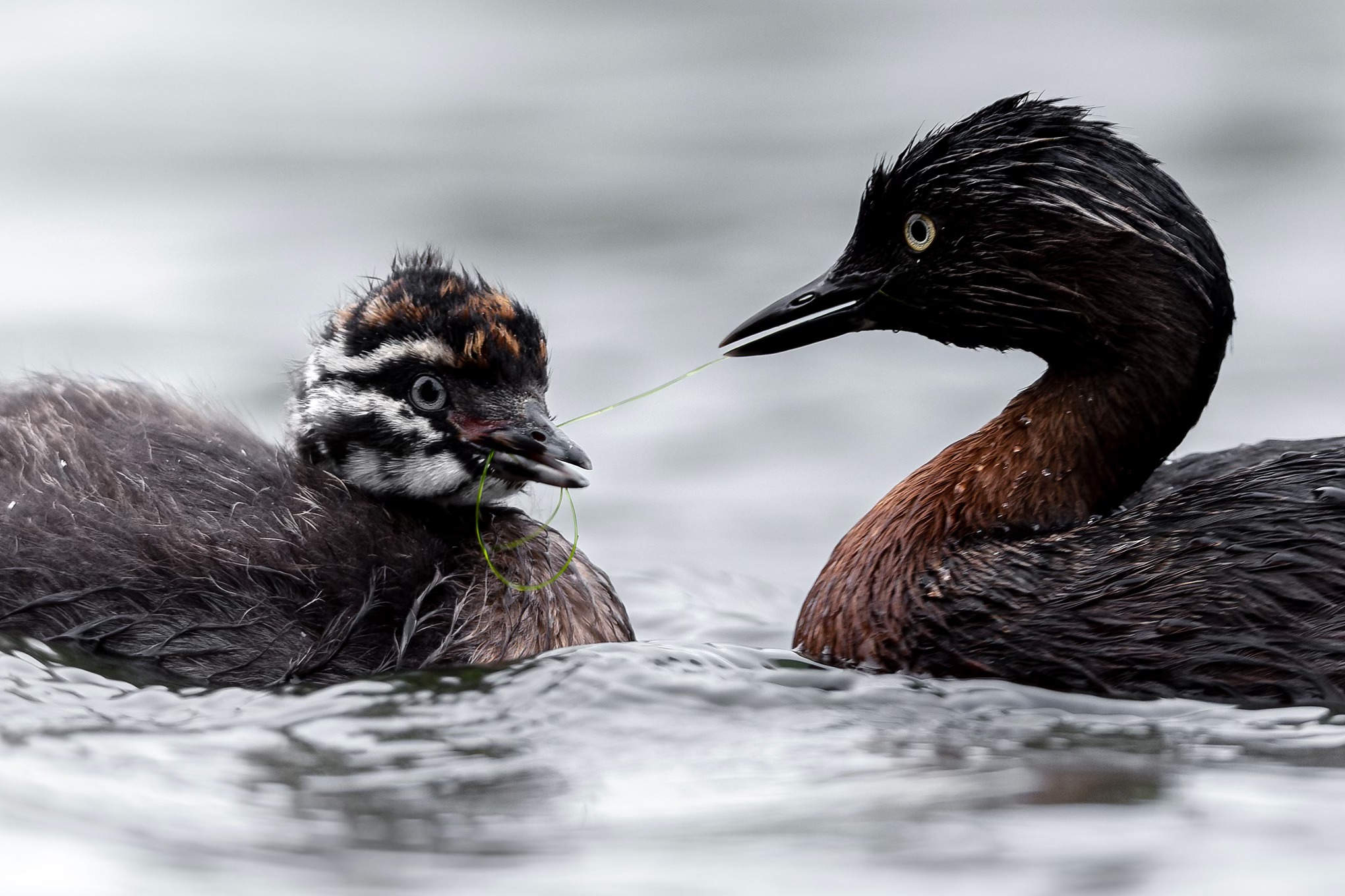 Dabchick and chick in western springs