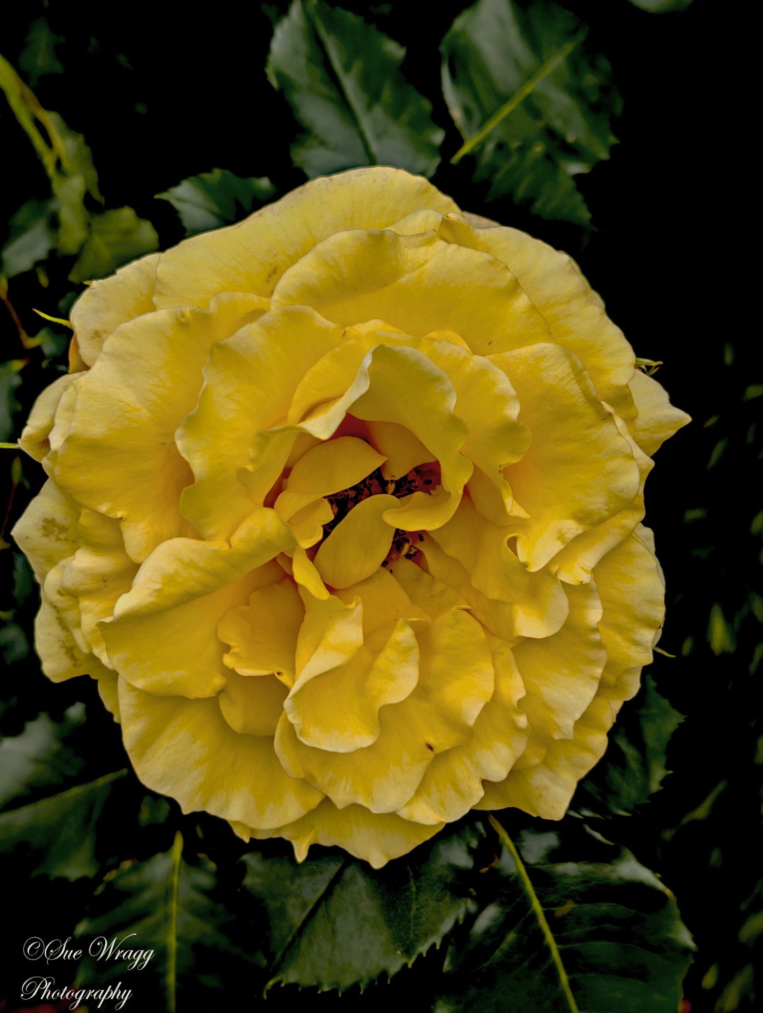 Yellow Rose Pixel 9 PRO XL Beveridge Victoria Australia 05/09/2026