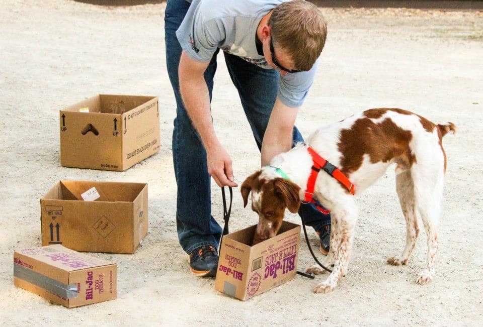 Curated visual reference: Fresh Look at Paws Abilities Dog Training Introduction To K9 Nose Work Saturday