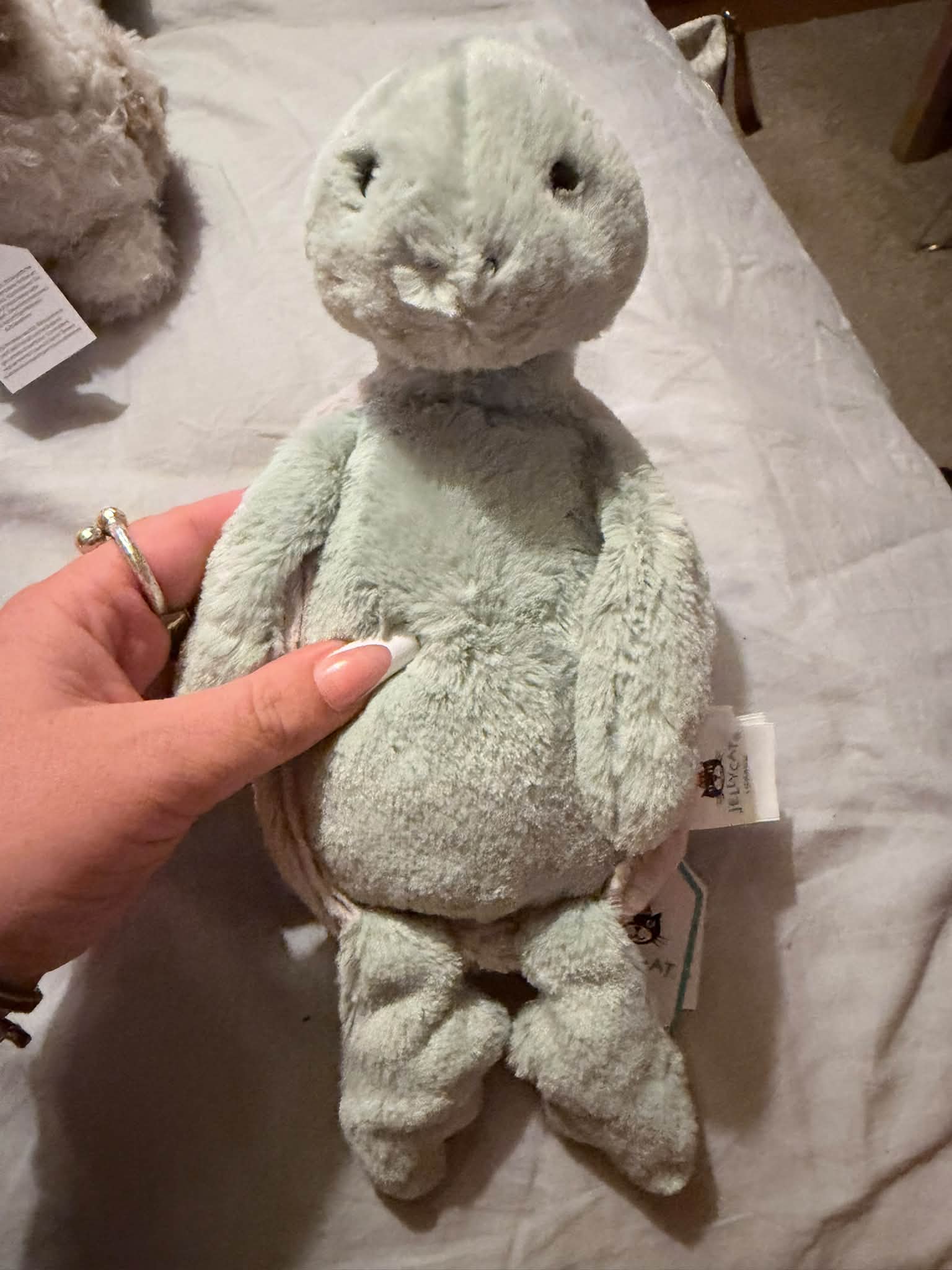 Bashful turtle come with paper tags £40 all in PayPal g&s only