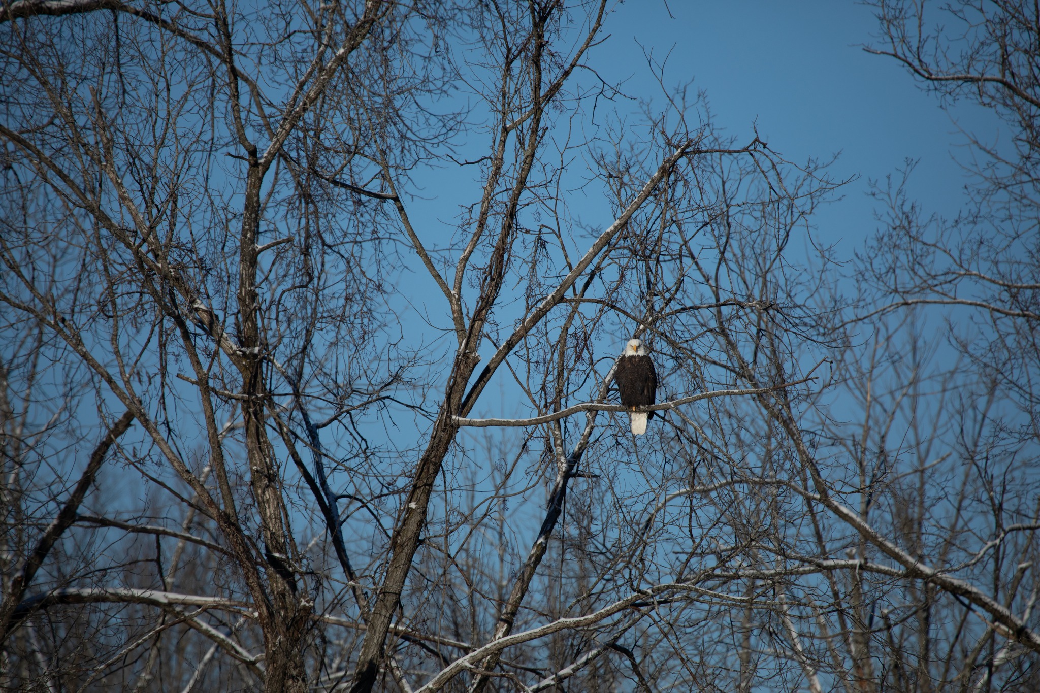 The Blue Heron was rude to me today! Or was he?!🤣 My last post was kind ...