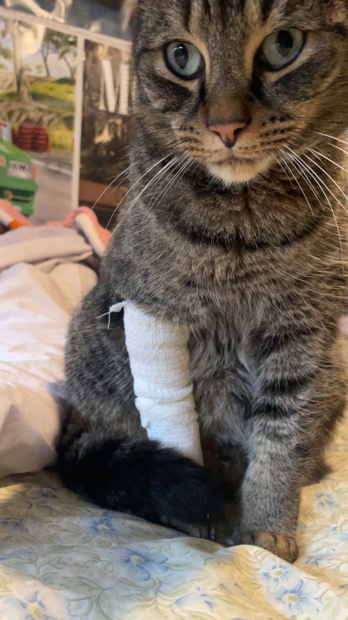 Our cat is missing since for 48 hours. Anyone find him, please let