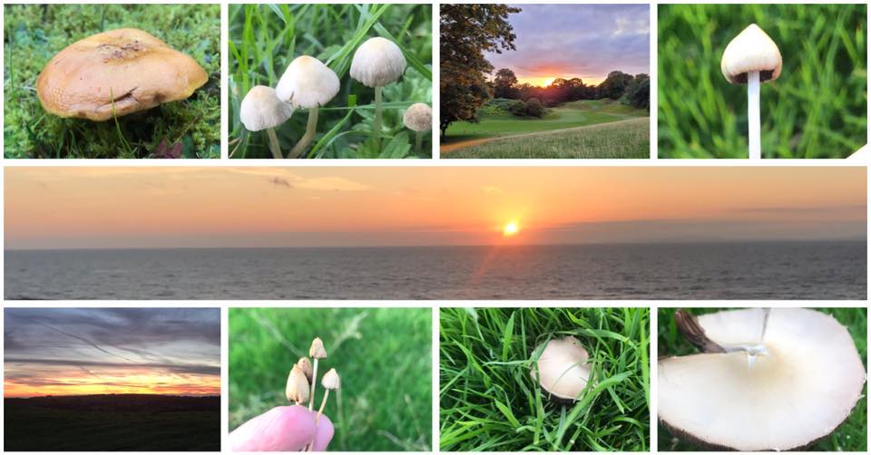 Liberty Caps & Fly Agaric UK Foraging | Facebook