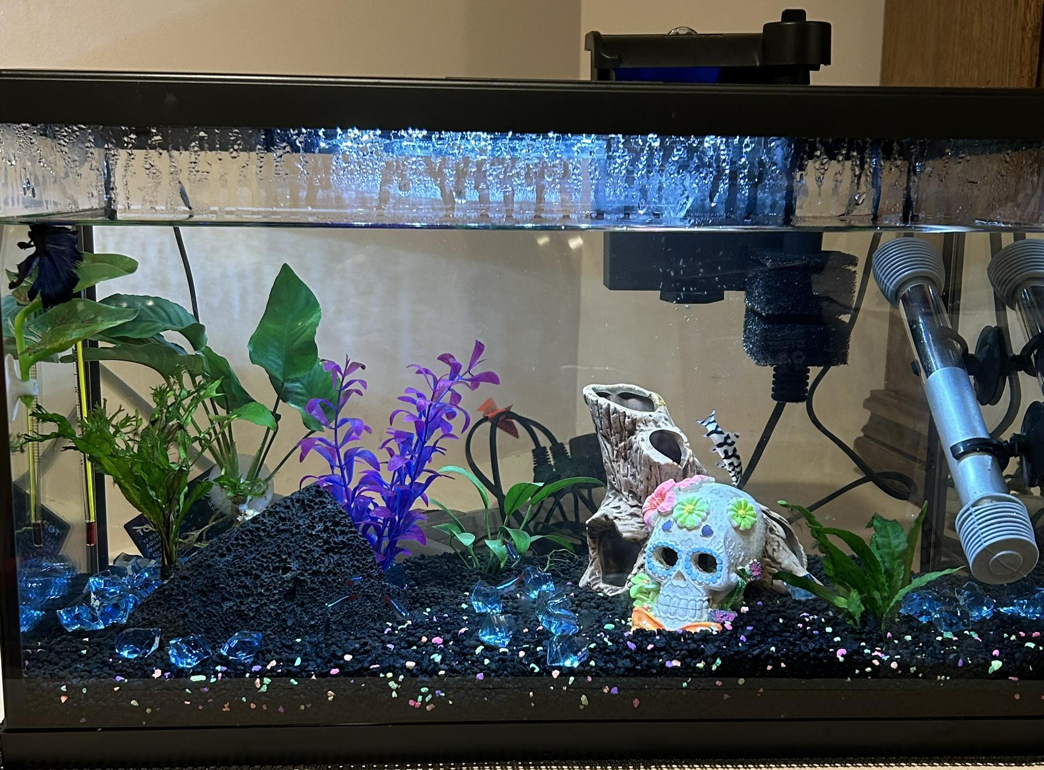 fish accessories safe for snake Westant Mushroom Decor Reptile Tank, Tank, Pet-Safe Bearded Dragon Tank Accessories, Realistic Terrarium Plants for Leopard Geckos, Crested Geckos, Tree Frogs, Snakes (Almond, Trio Cap) : Pet Supplies or rest through the transparent window—an engaging addition to any terrarium Can I put a rubber