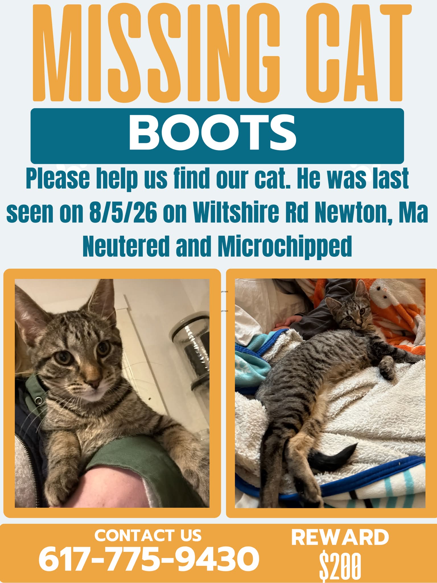 Please message me if you have seen this cat.