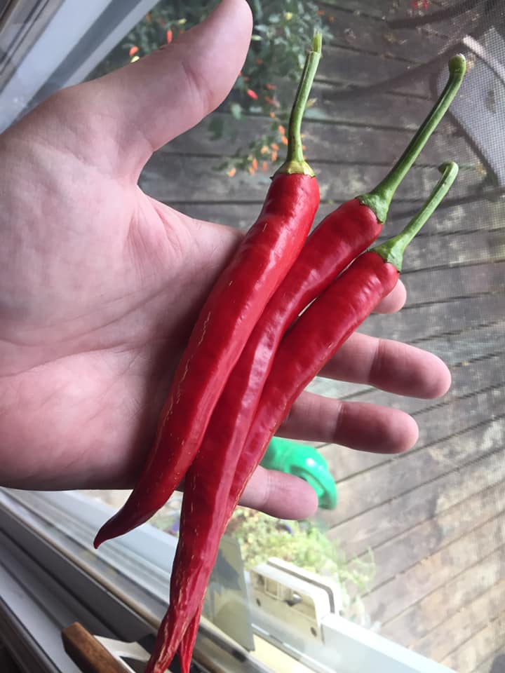 Siling Haba Green Finger Pepper Seeds - Filipino SINIGANG Pepper, 25 Seeds Per Pack