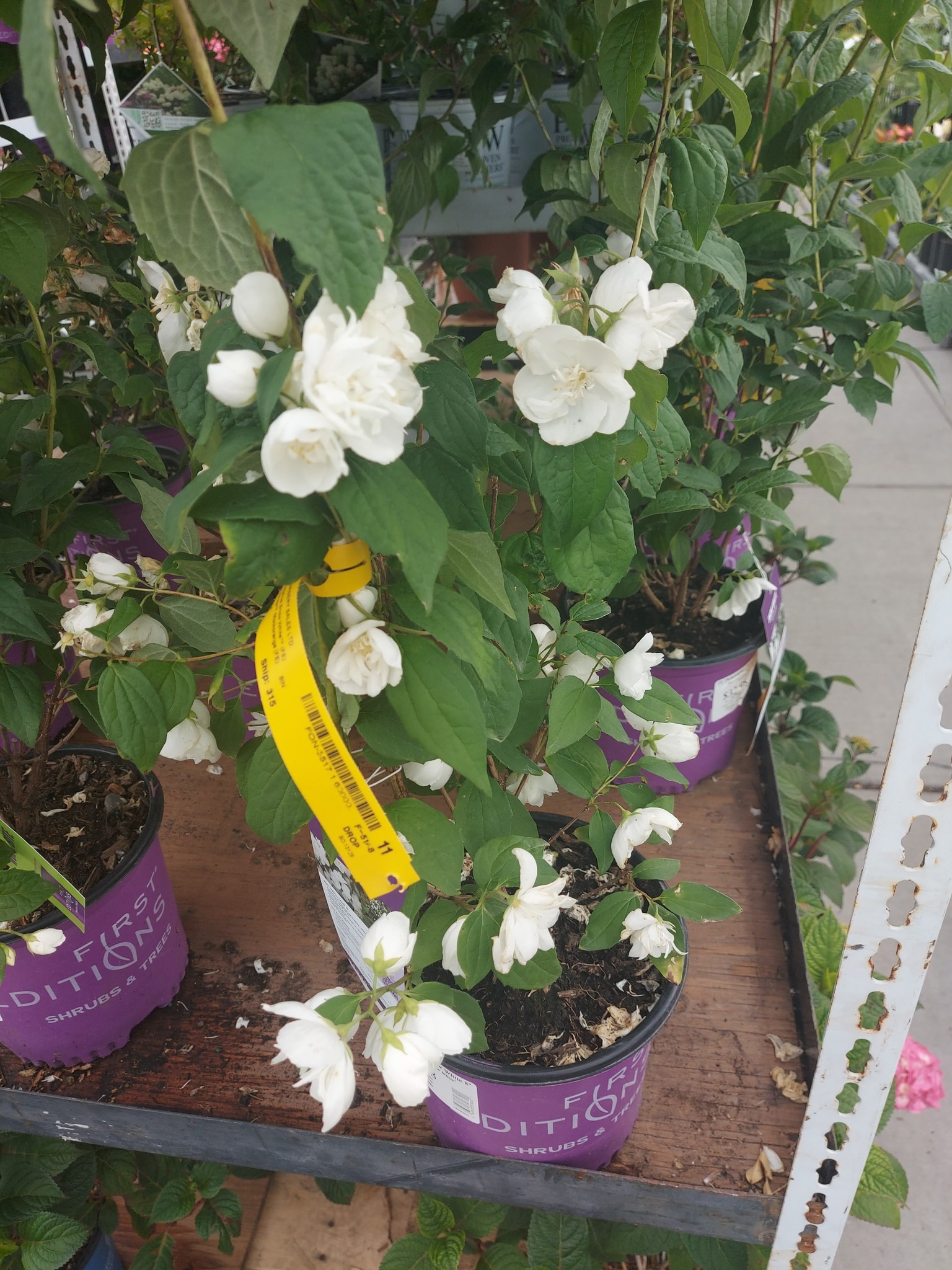 春花 Is mock orange plant easy to care for and suitable for Calgary