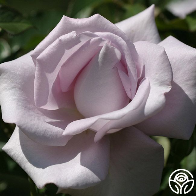 Heirloom Roses - Who loves pale purple roses? This one is named ...