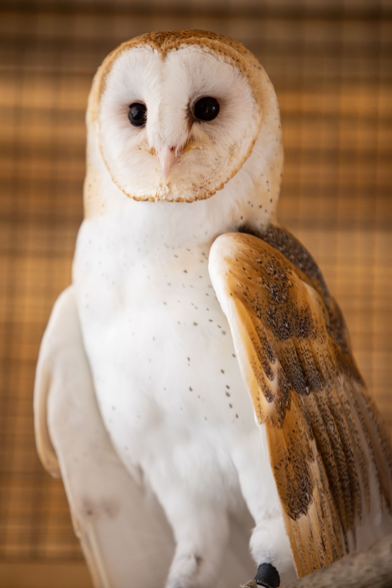 🦉Meet Rucker!🦉 Rucker is a... - Canadian Museum of Nature | Facebook