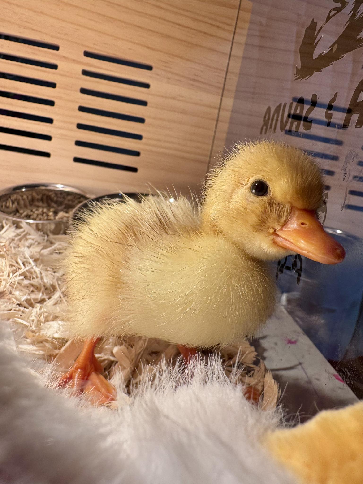 Can Ducks Eat Dog Food: Surprising Dietary Insights