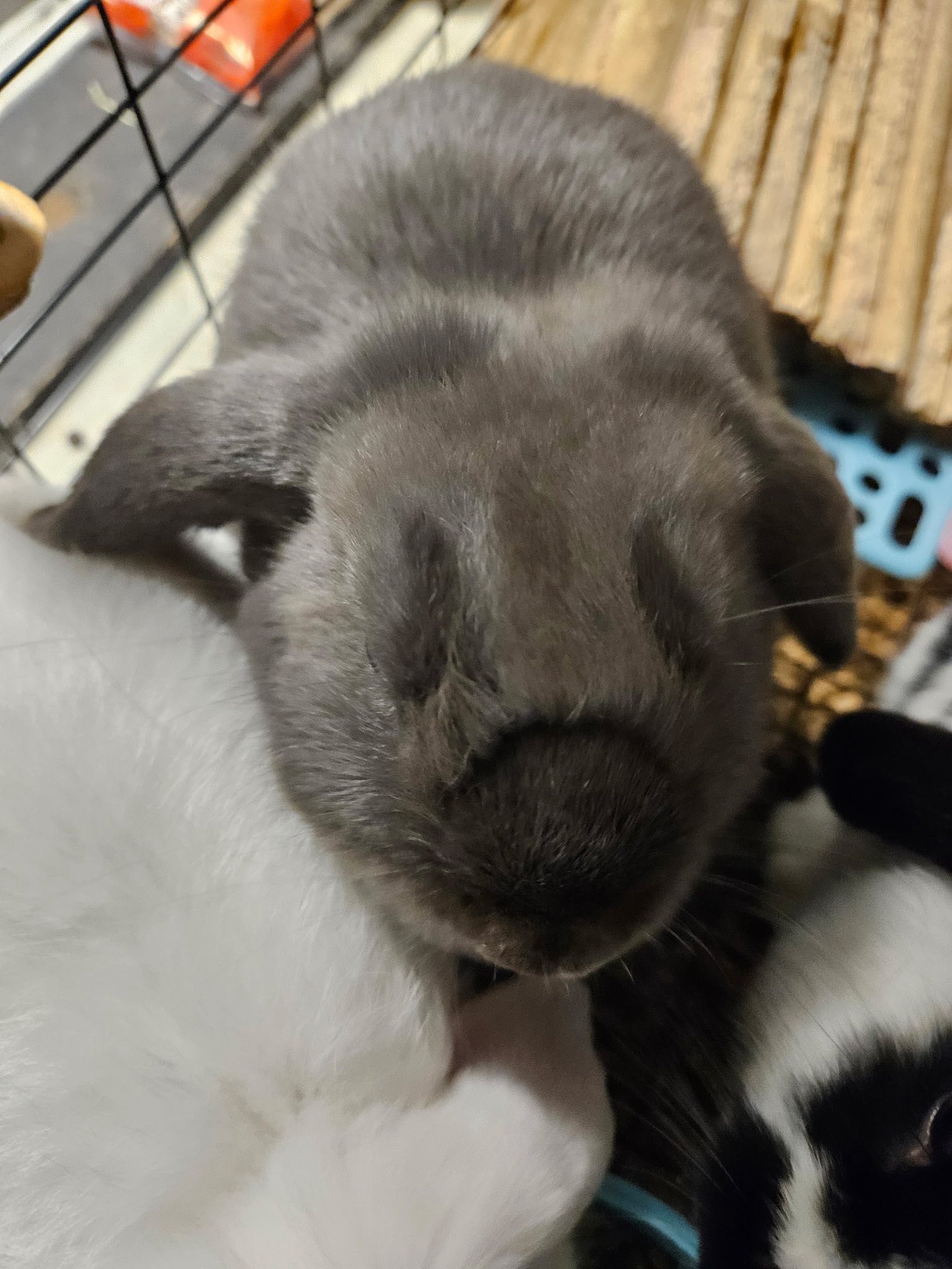 East Texas Rabbits and Cavies | Facebook