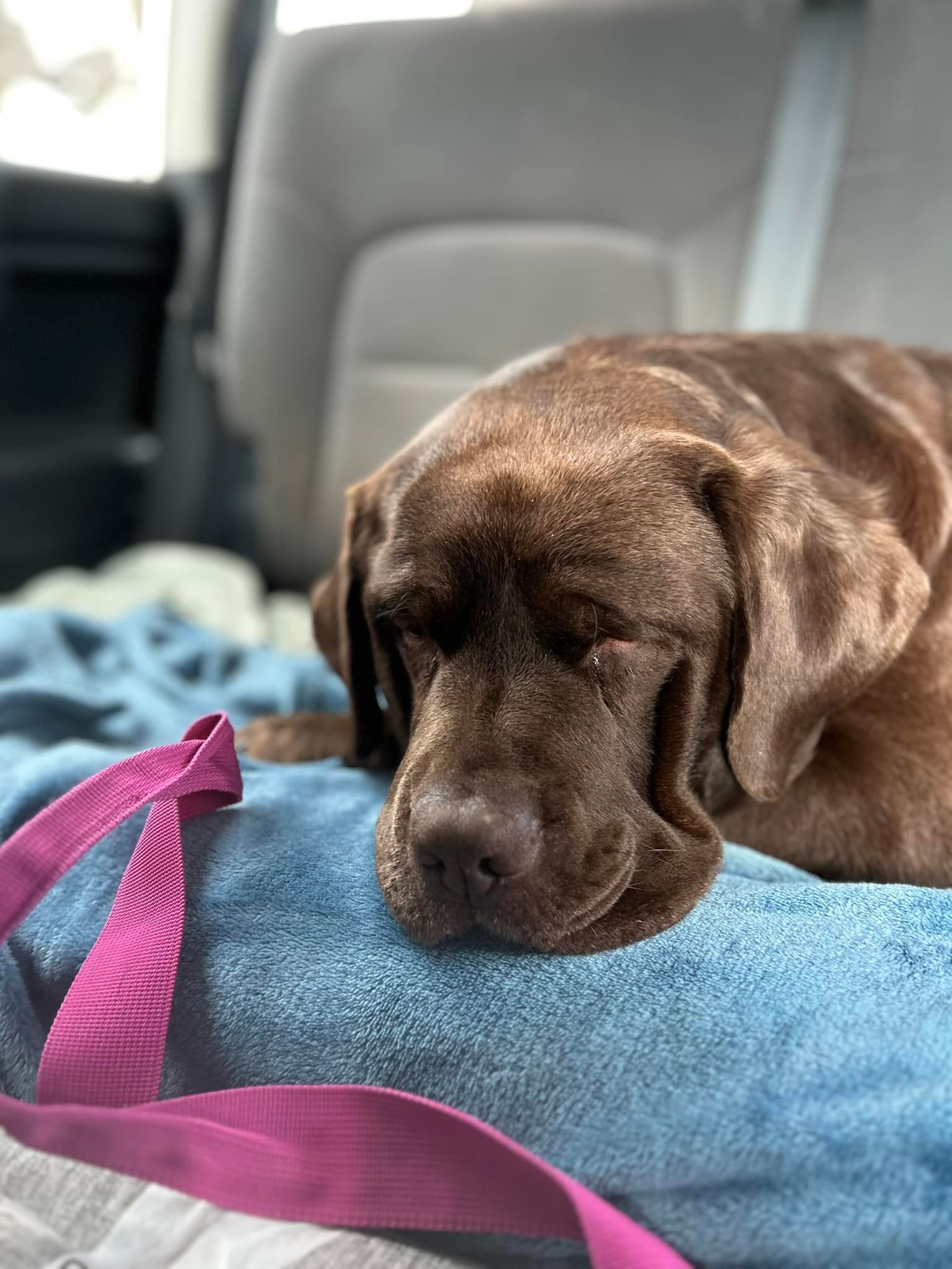 Lowereplabs Labradors
