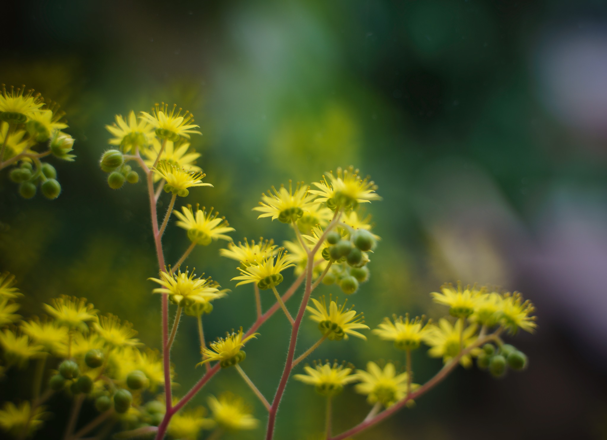 Industar 61L/Z MC 50mm f2.8 macro capabilities on Sony A7Riii
