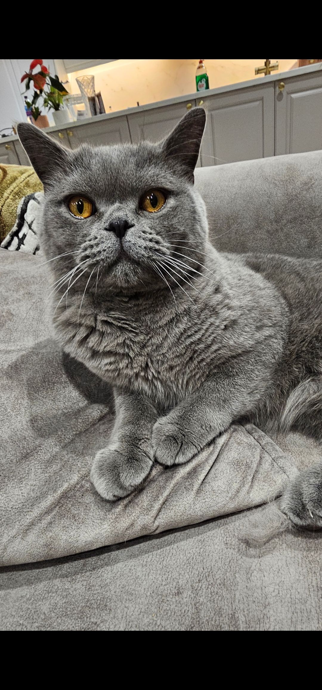 Missing gray British Shorthair cat Teddy in Childwall | Liverpool