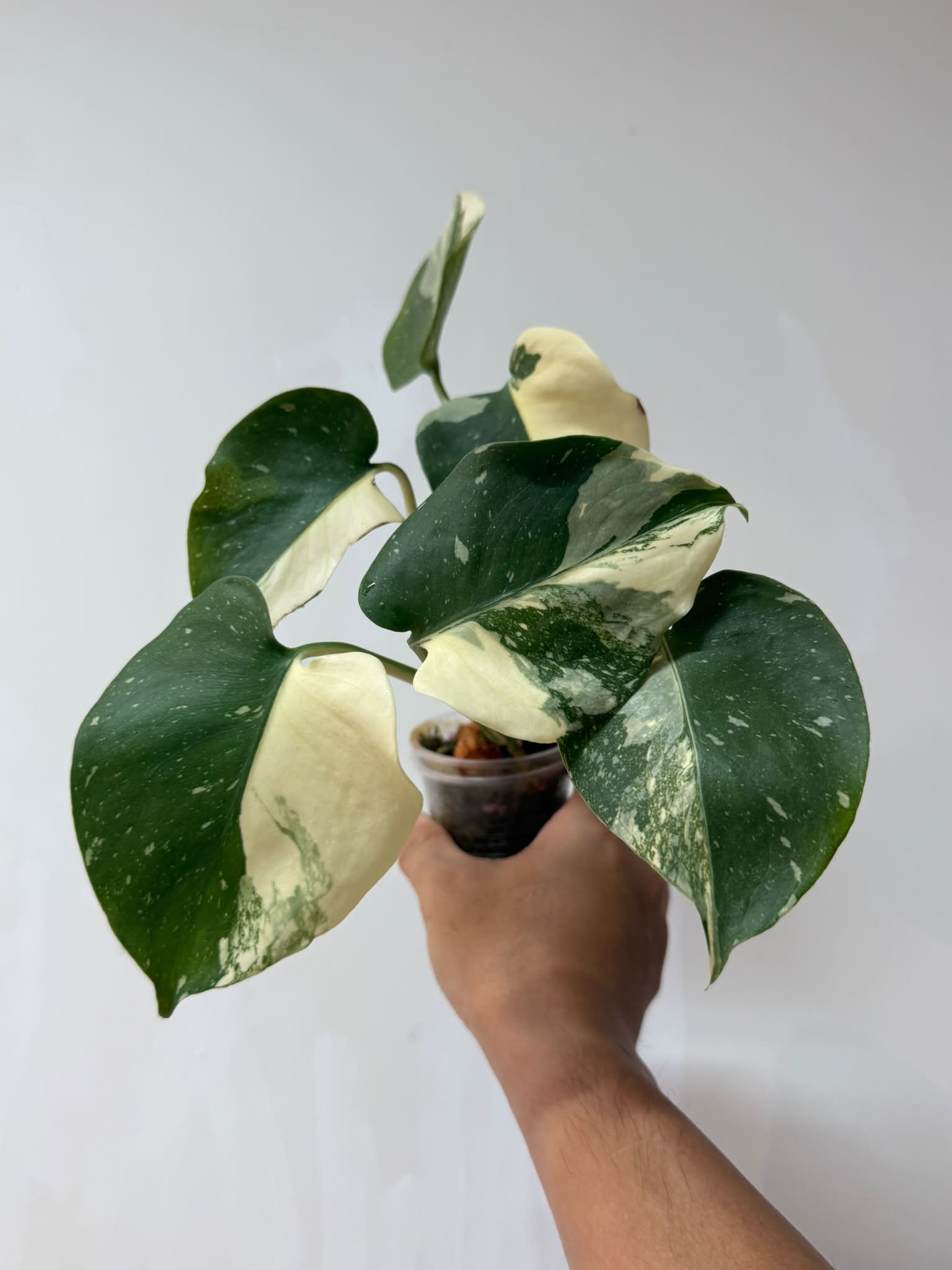 Monstera deliciosa 'Coin Compacta' fenestrations