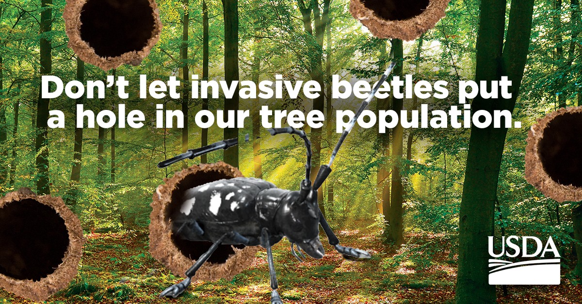 August is Tree Check Month! The... - Asian Longhorned Beetle | Facebook