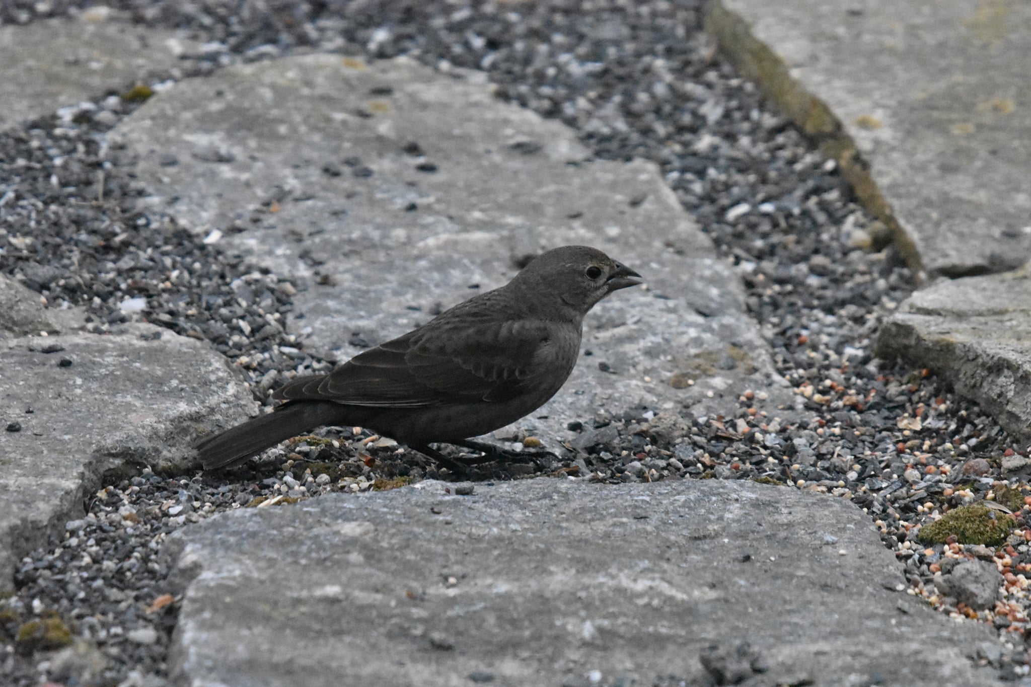 Early Bird Charcoal Gray チャコールbrunt EIT Early Bird Charcoal Gray チャコールbrunt EIT Early Bird Charcoal