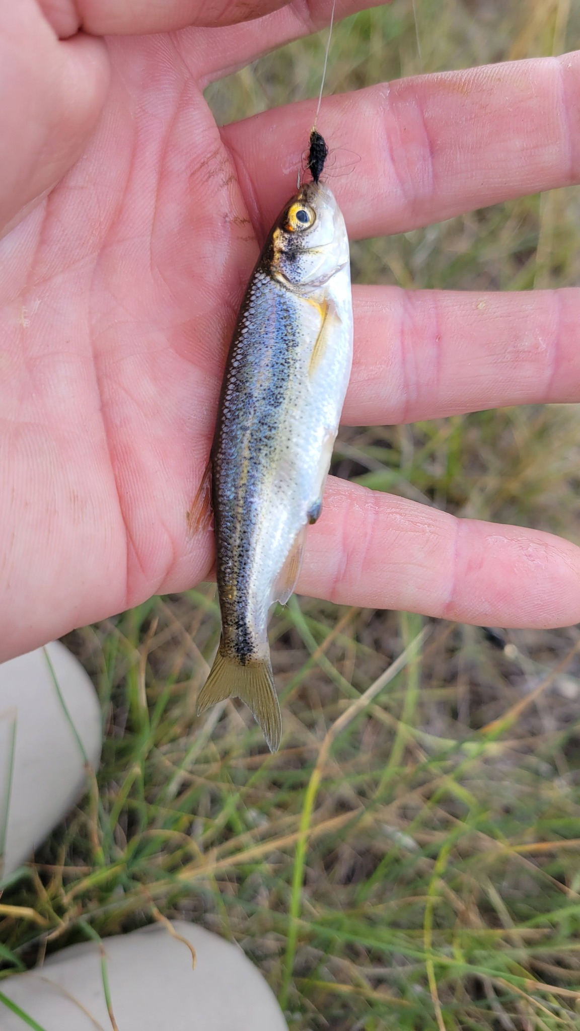 biggest fishing lure for sale Magnus – Livingston Lures Color:4