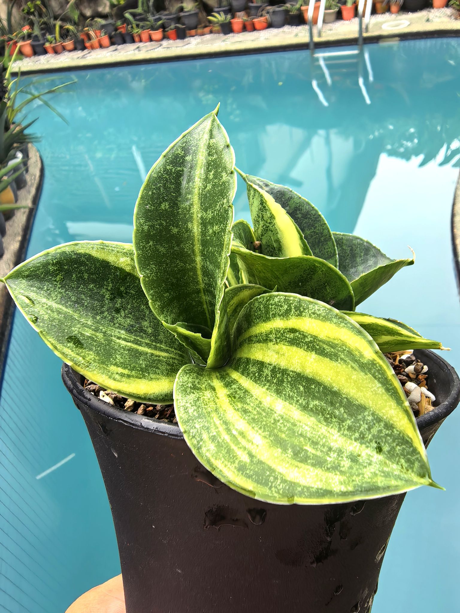Sansevieria mafinga 'km.10 white variegated'