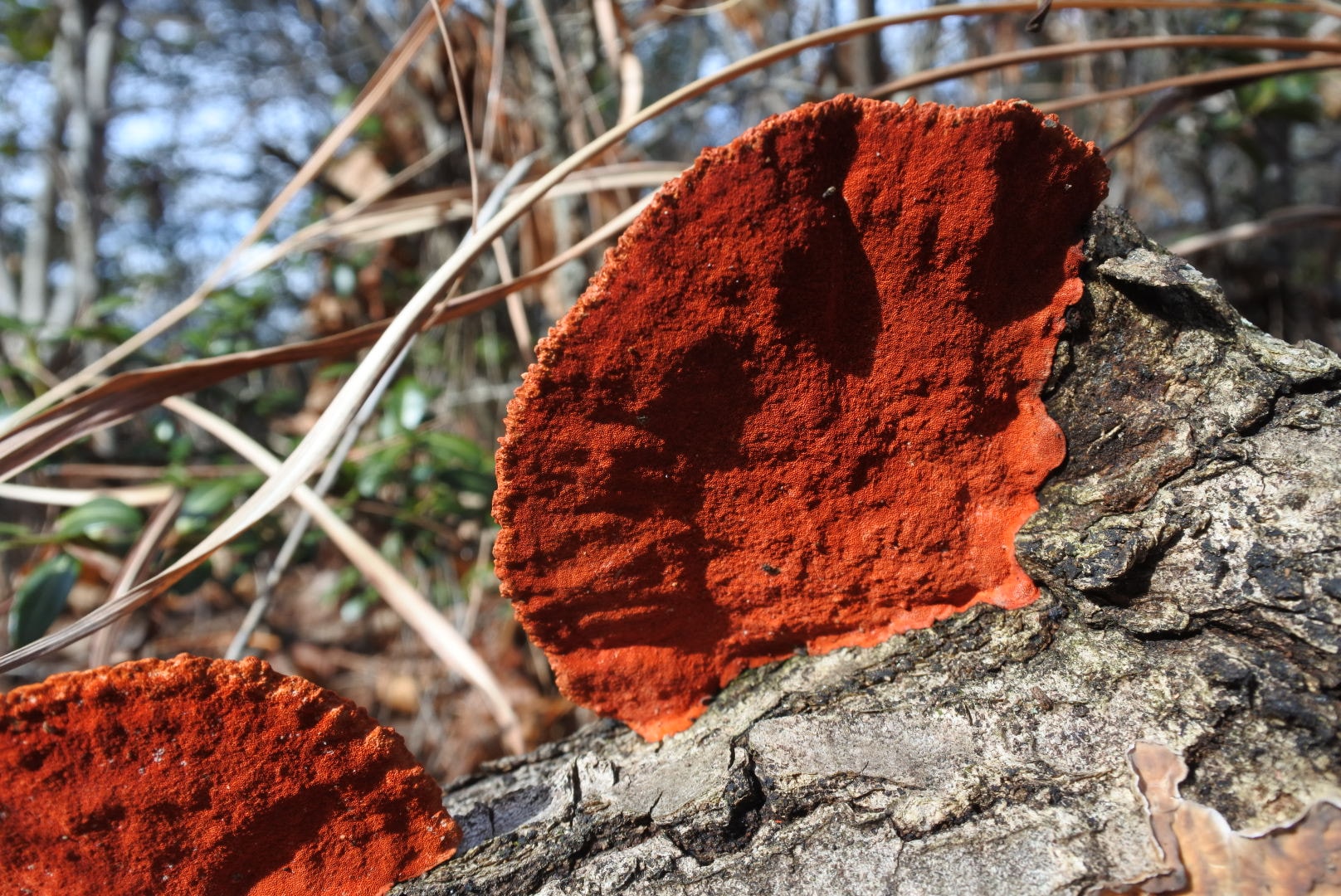 One of the species mushroom in japan