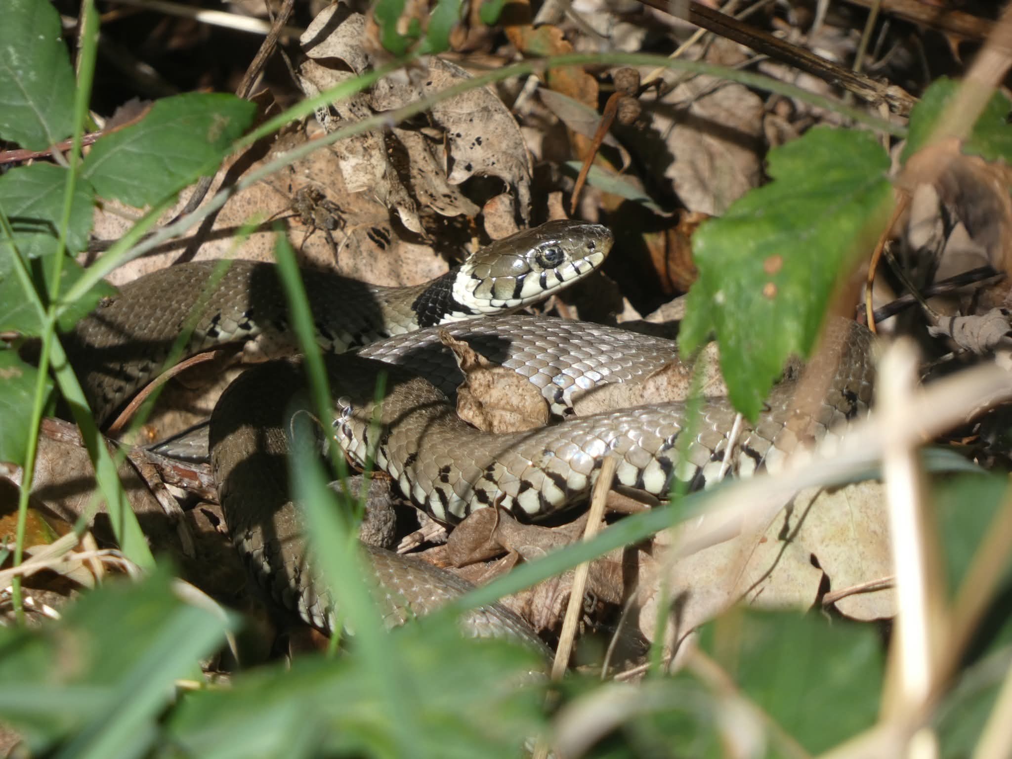 Hampshire and Isle of Wight Amphibian and Reptile Group (HIWARG) | One ...