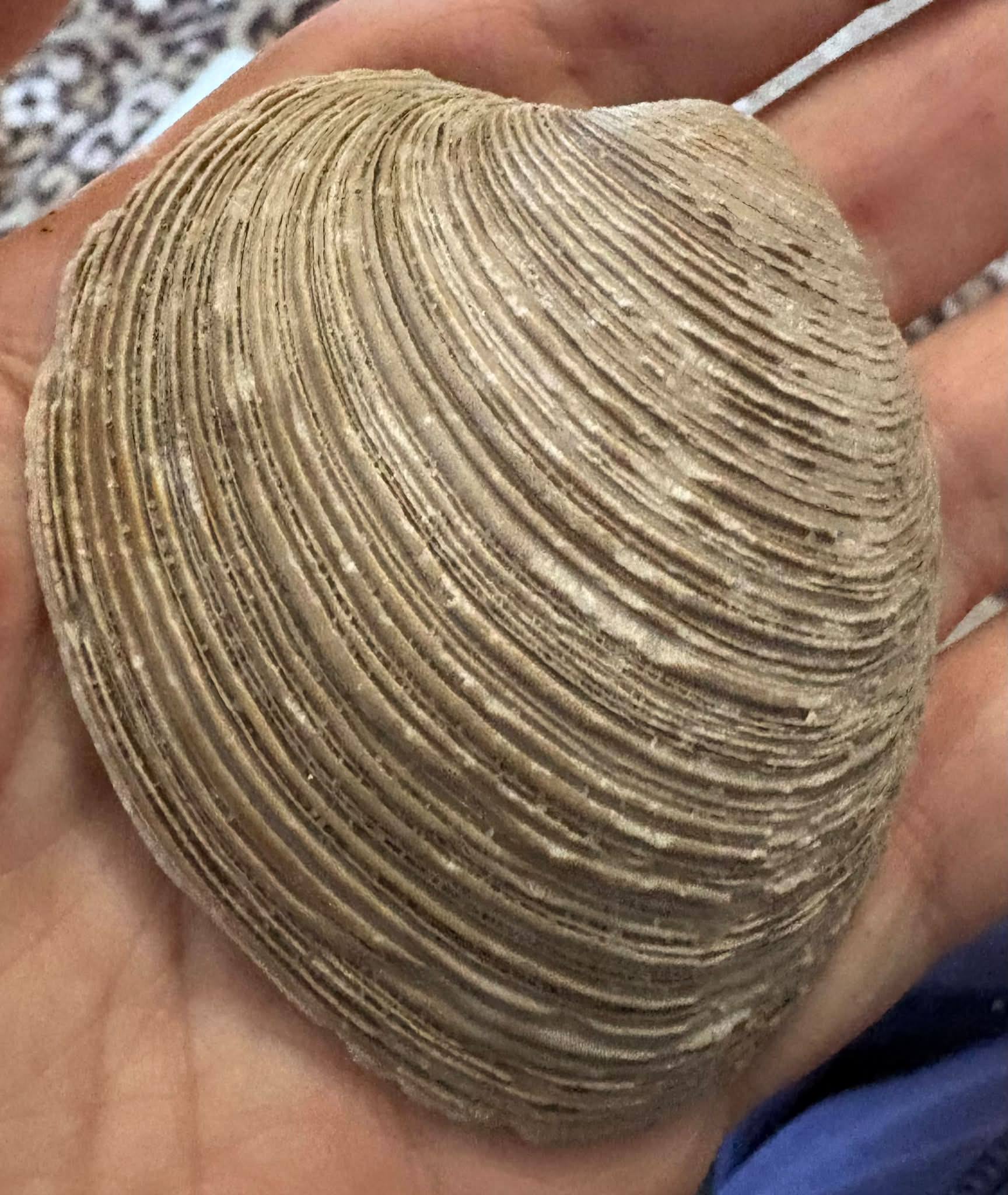 Is this a fossilized Venus clam or leafy jewel box shell?