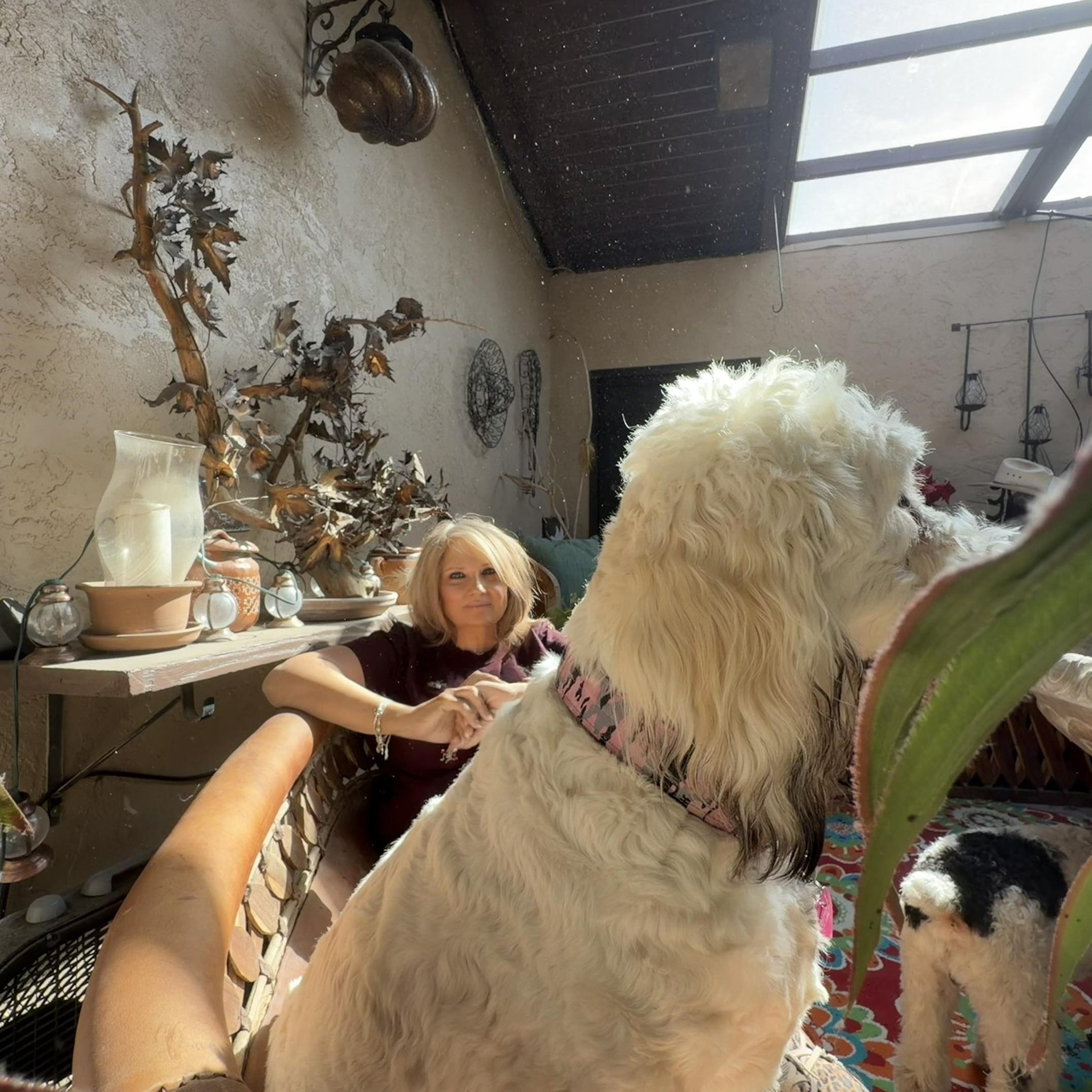 Incredibly proud of this great girl… She had a five minute sit, stay ...