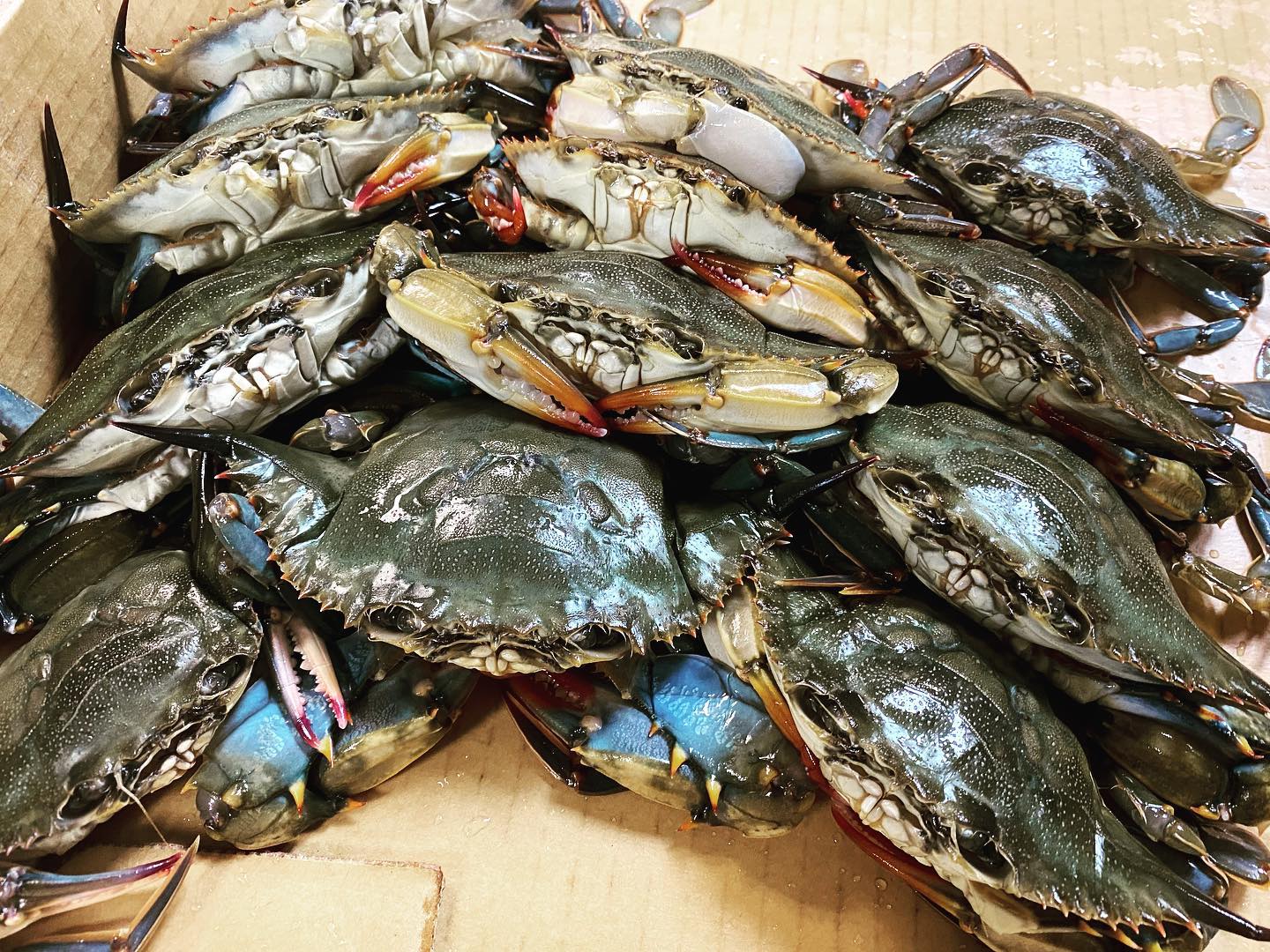 soft shell blue 🦀 tonight #softshellcrab#gulfseafood