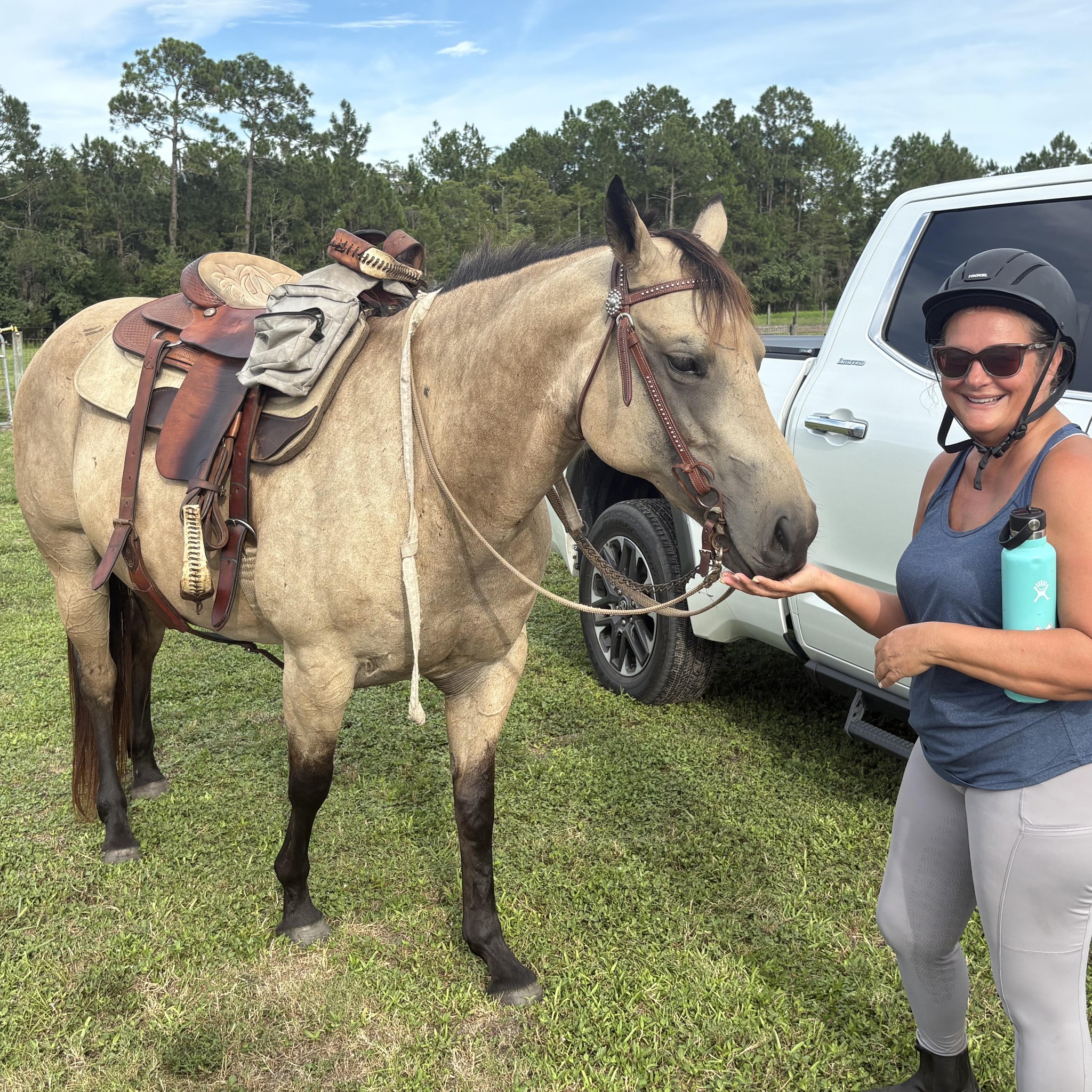Horses In Fl | I’m looking for a Quarter Horse or Appendix Quarter ...