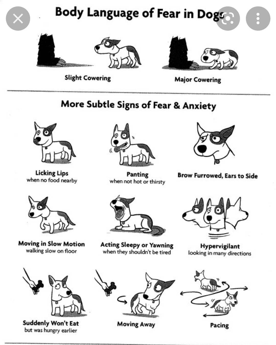 How Do You Introduce Yourself To A Dog