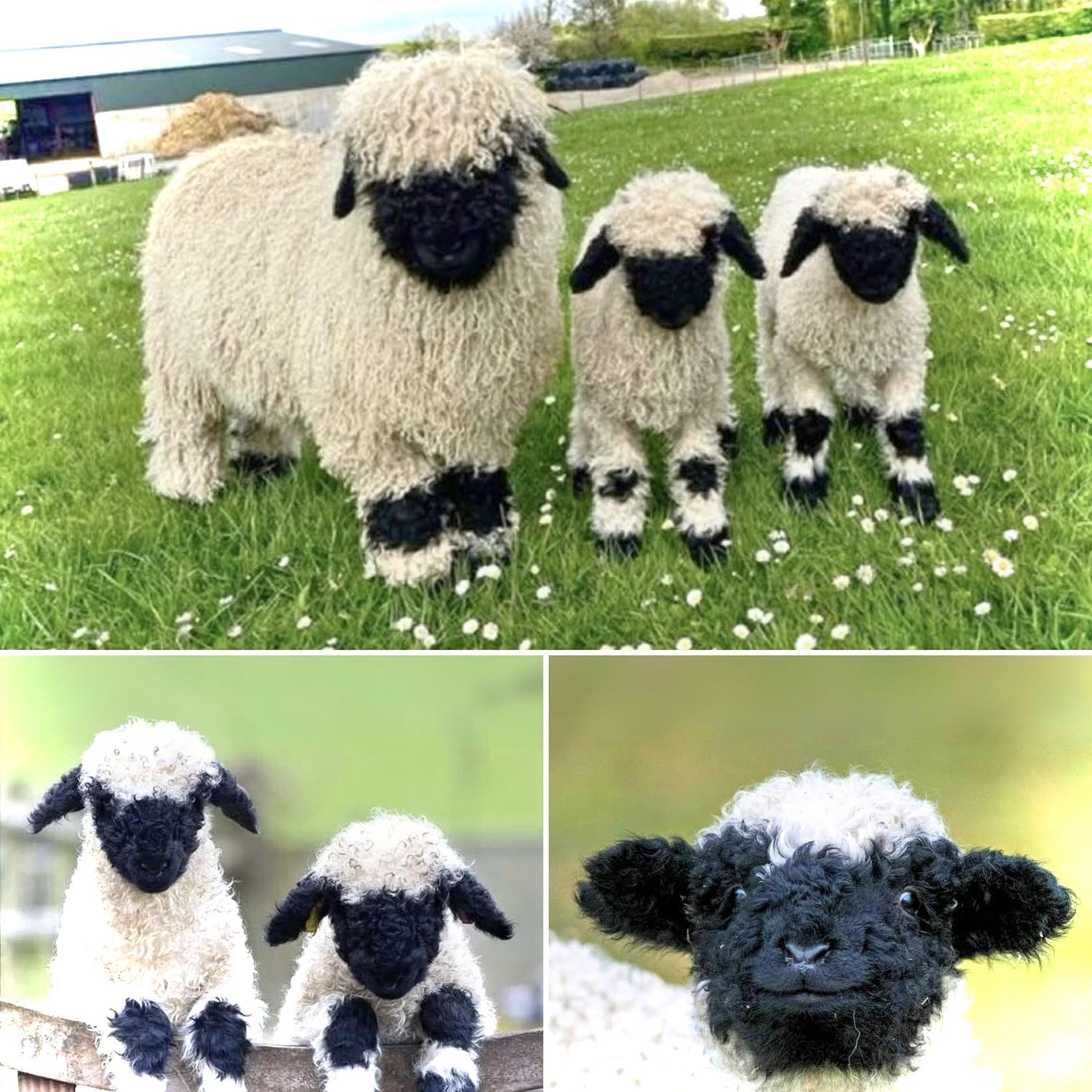 Hansen Peluche Couple De Moutons - Peluche En Peluche - 20 Cm - Marron