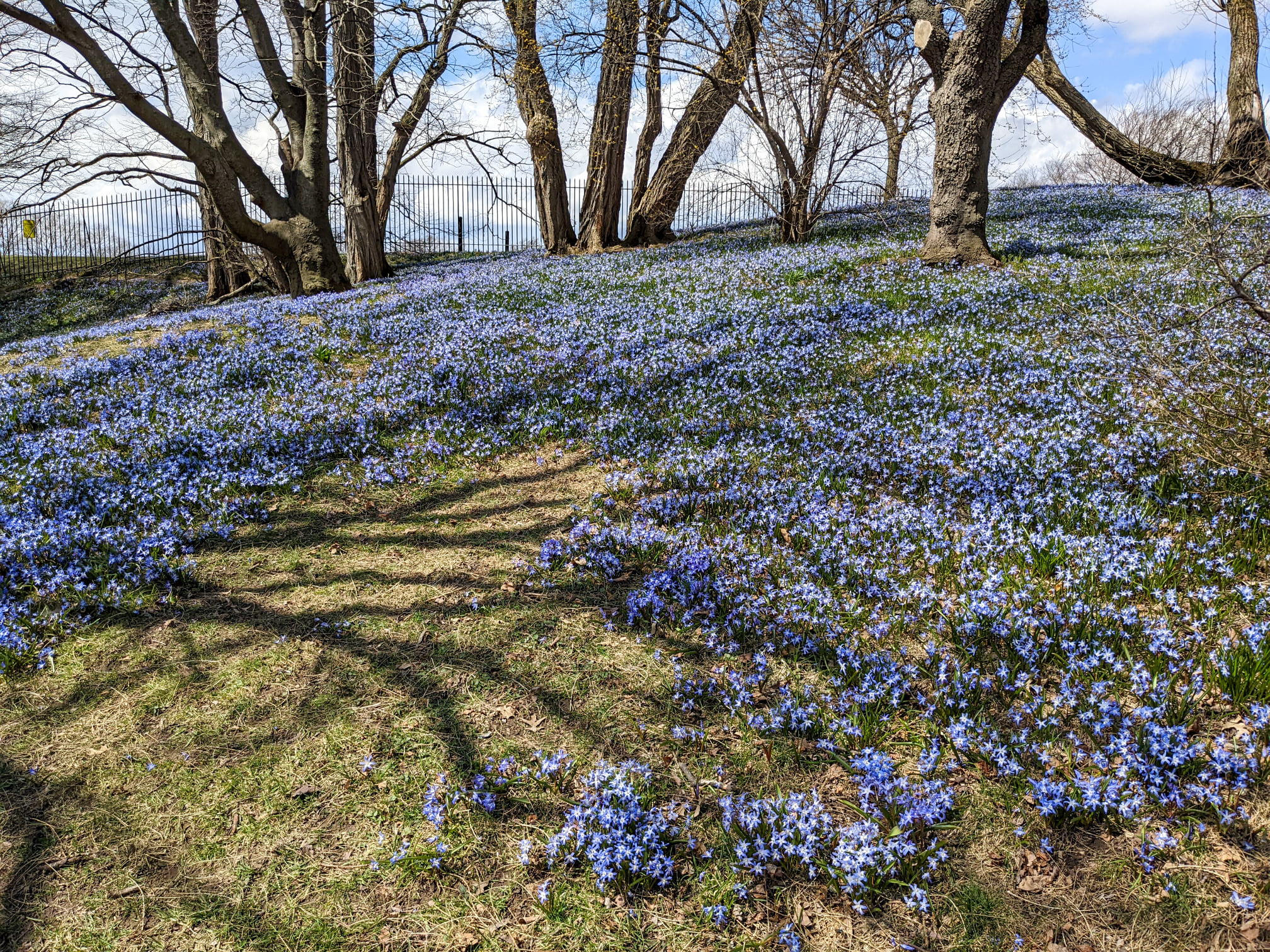 Blue chionodoxa near Highland Park reservoir