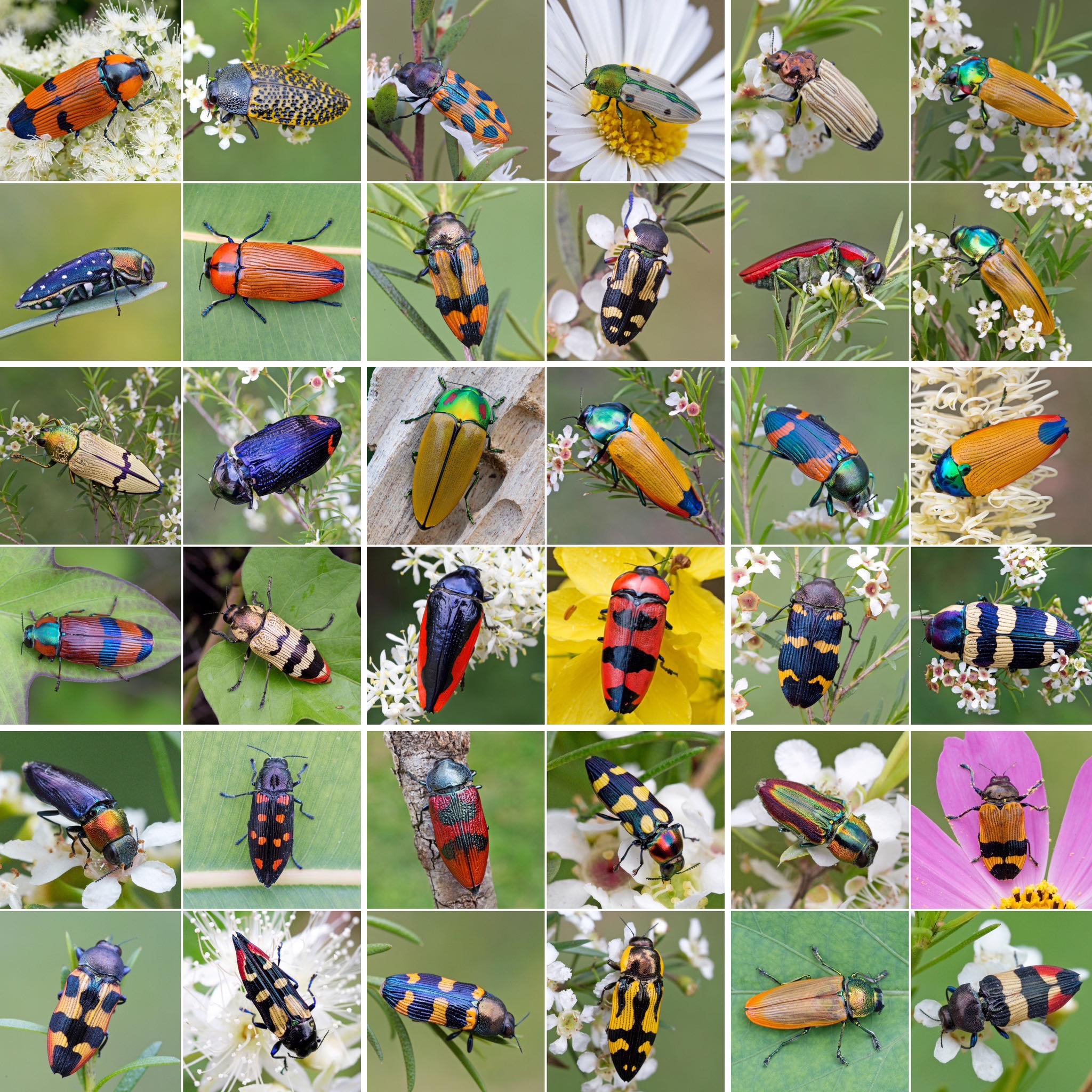 Jewel Beetle (Temognatha sp.) One of the most spectacular large