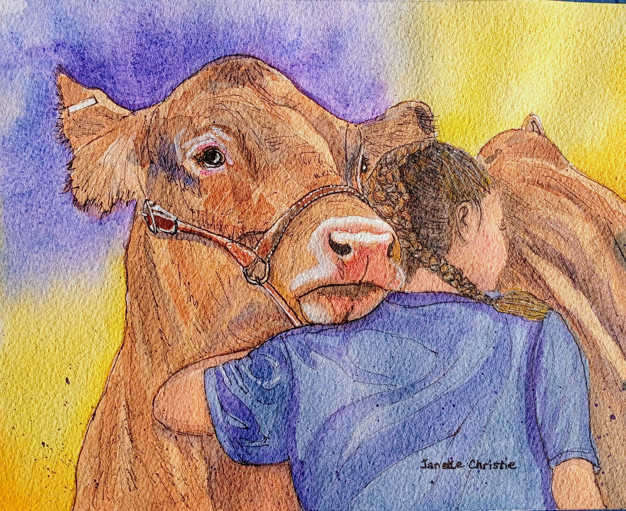 水彩壁絵 Watercolor *The Tender Calf Calf* Watercolor painting of 4-H member saying goodbye to hand-raised