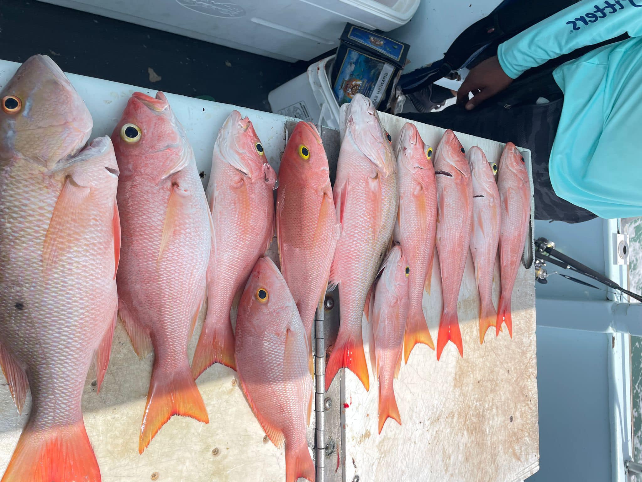 Reward Fishing Fleet - Some nice snapper on todays morning trip! Two ...