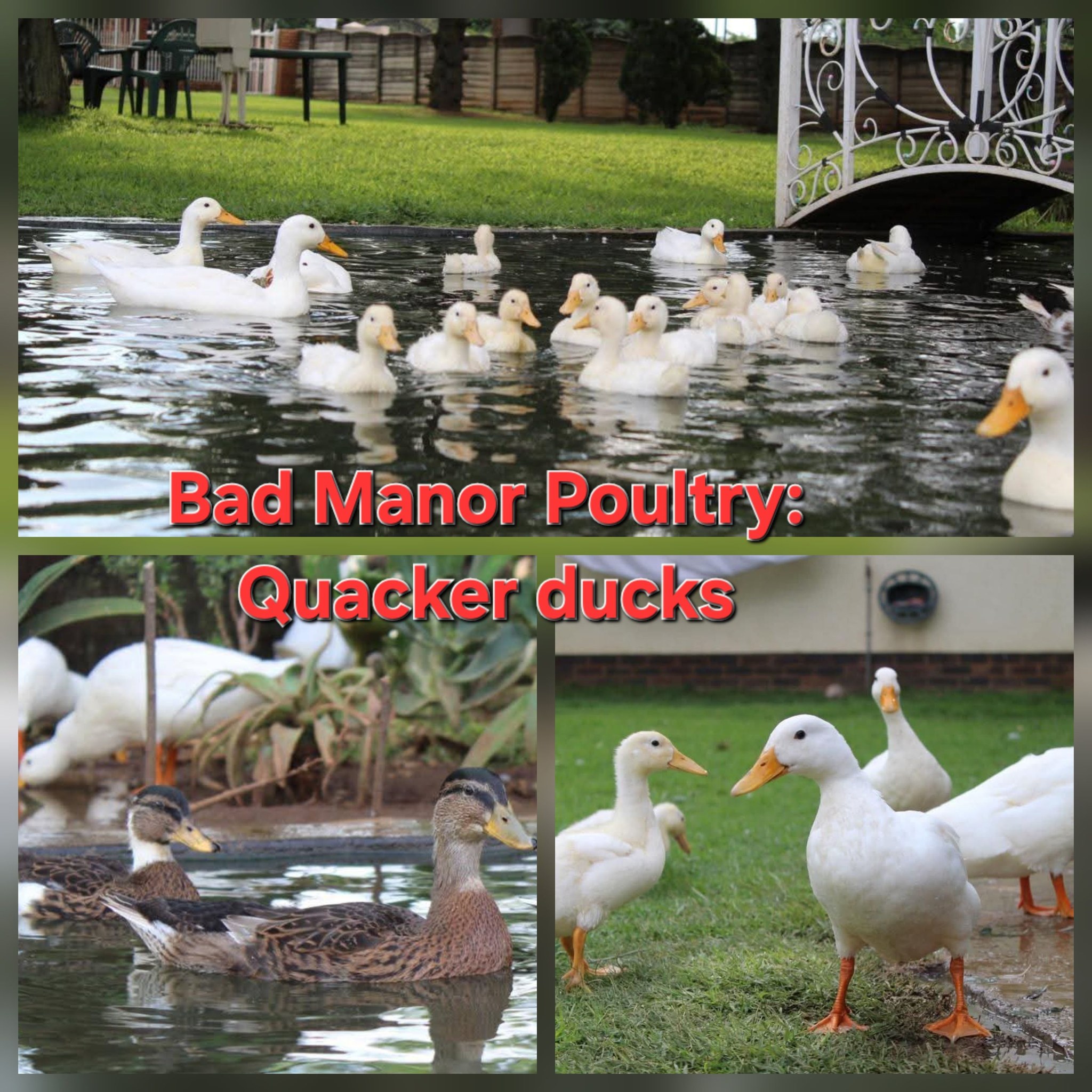 Rustenburg Poultry Club | 🦆 Quacker Ducks Available – From 24 December ...