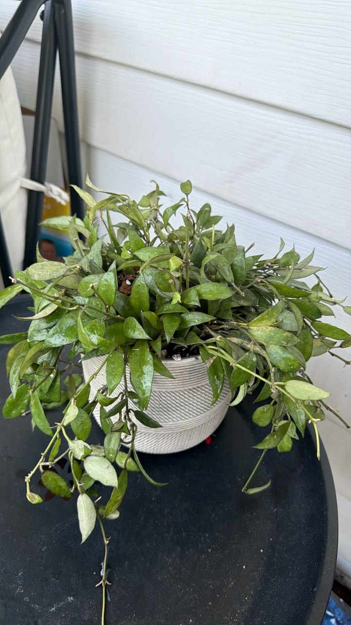 Hoya experts!!!! Can anyone help identify this Hoya lacunosa