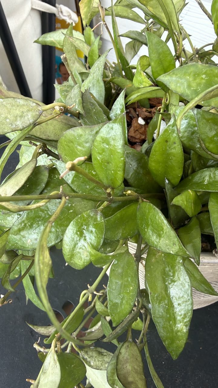 Hoya experts!!!! Can anyone help identify this Hoya lacunosa