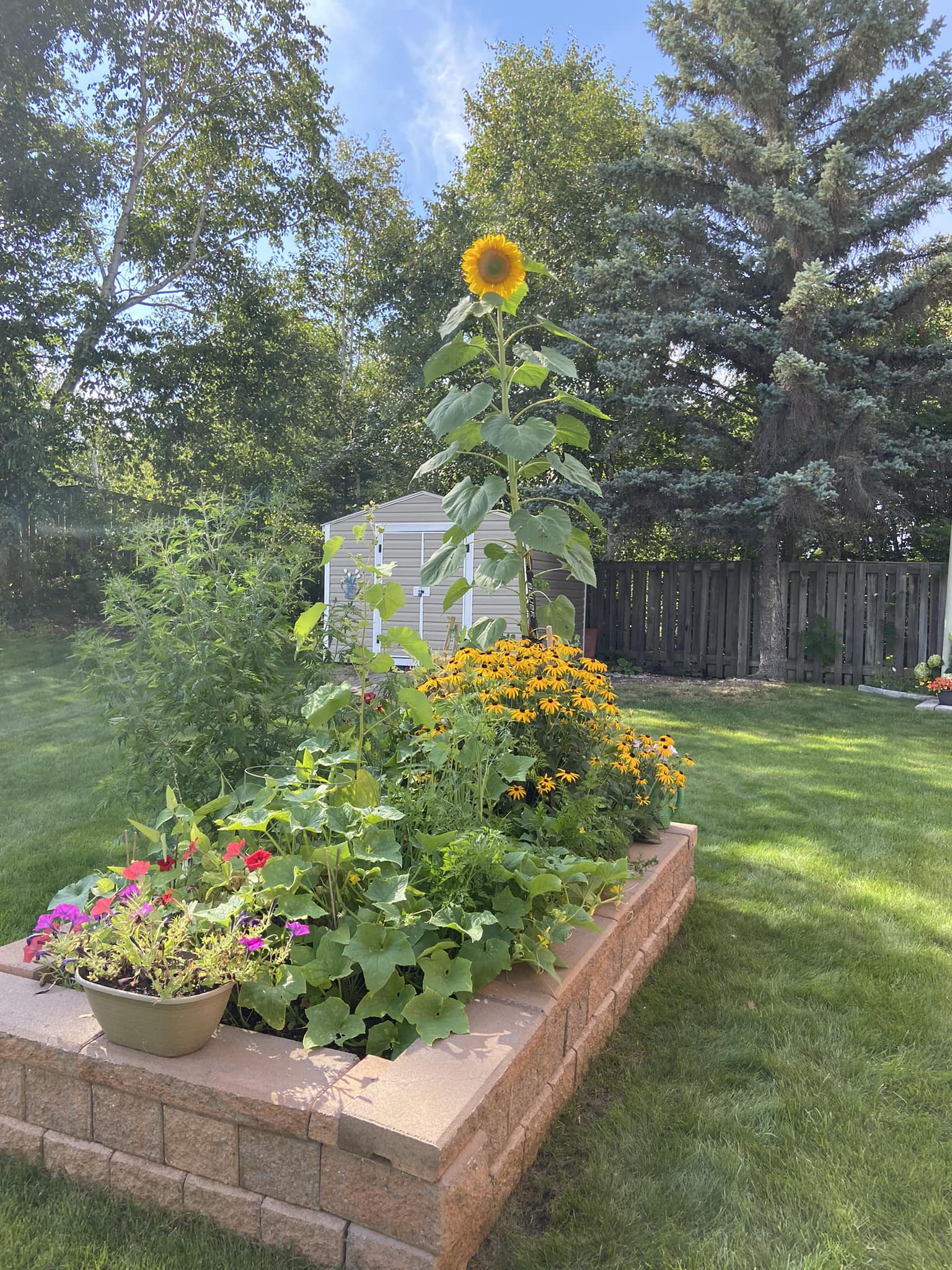 Northern Ontario garden with 10-foot sunflowers in poor soil