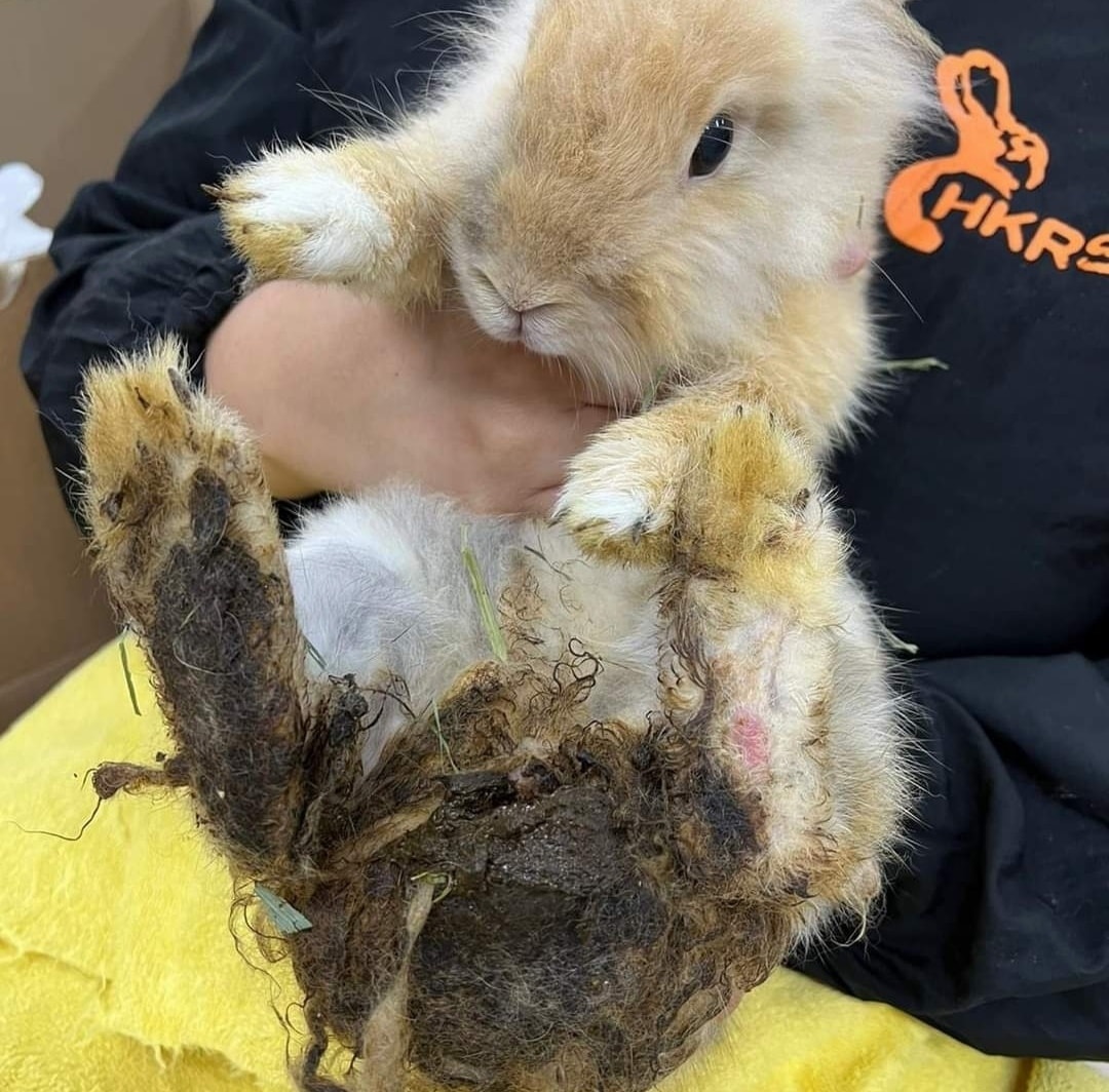 兔協 HKRS -... - 兔協 HKRS - 香港兔友協會 Hong Kong Rabbit Society