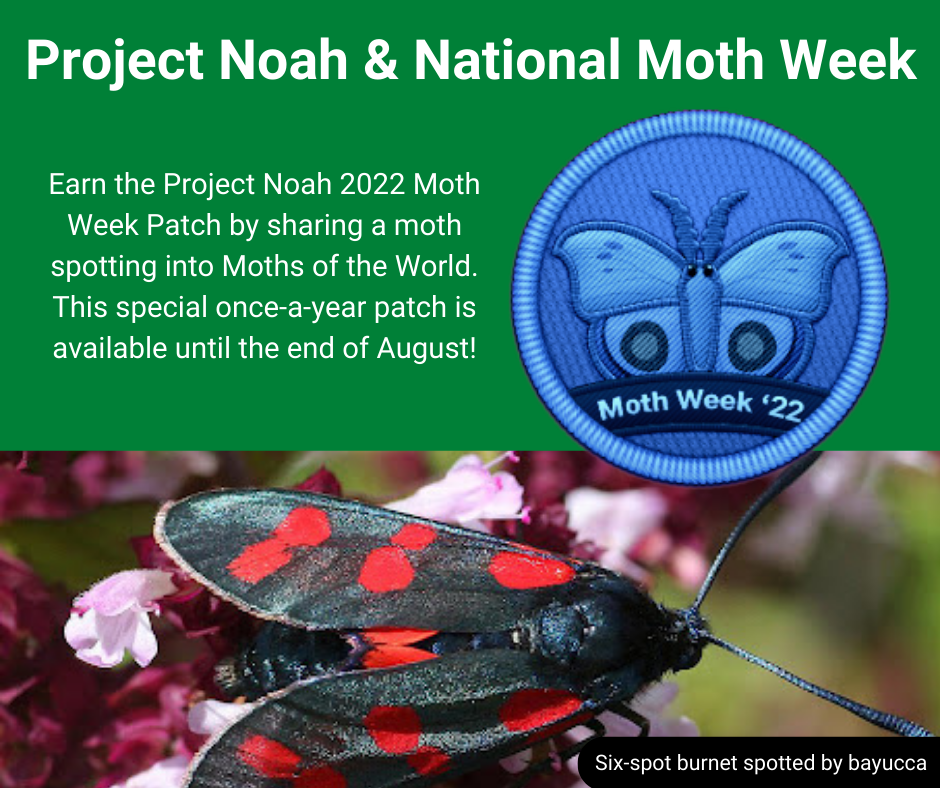 Project Noah - Our new 2022 Moth Week Patch has been...