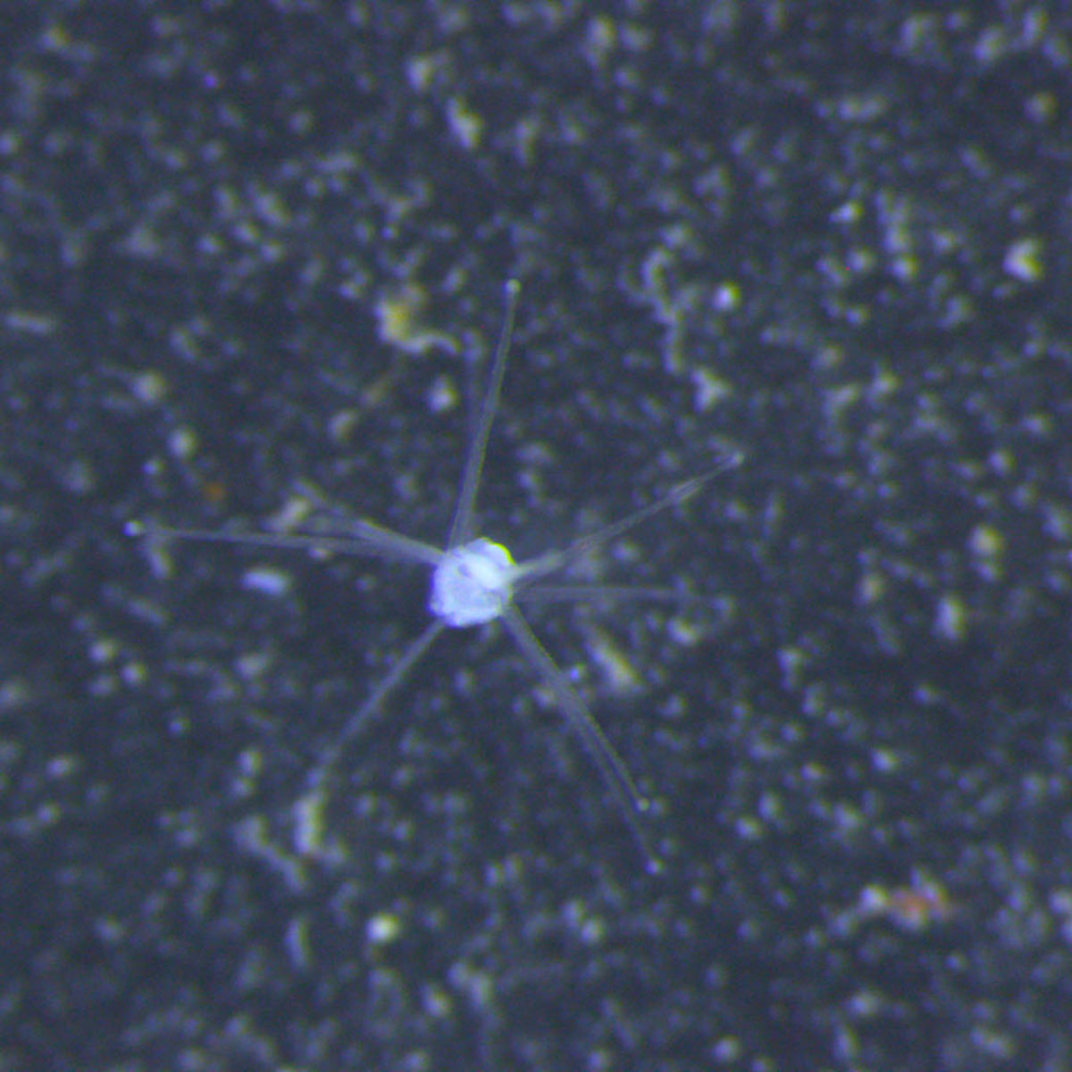 🔬... - UNH School of Marine Science and Ocean Engineering