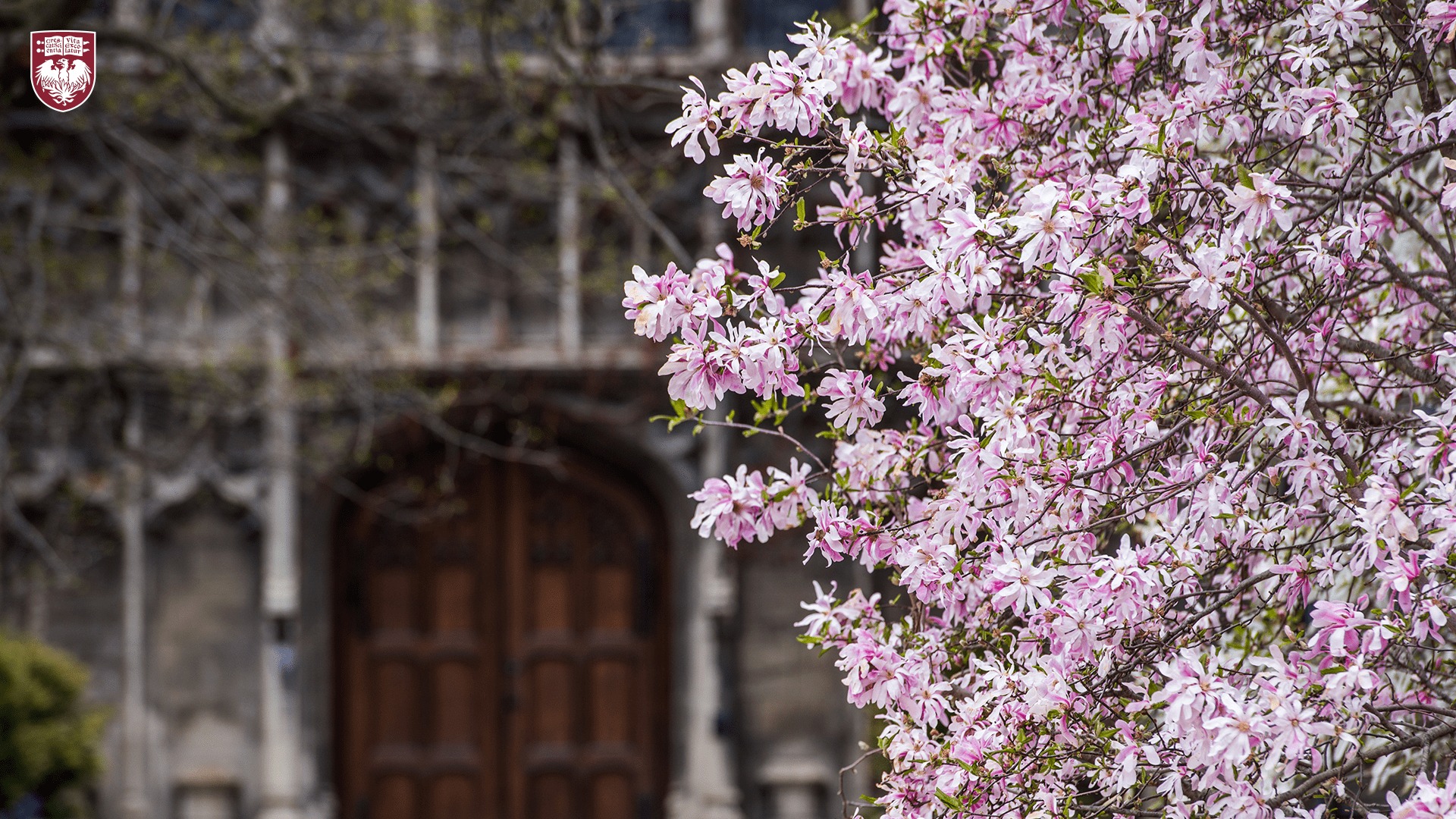 The University of Chicago - Celebrate spring with seasonal Zoom ...