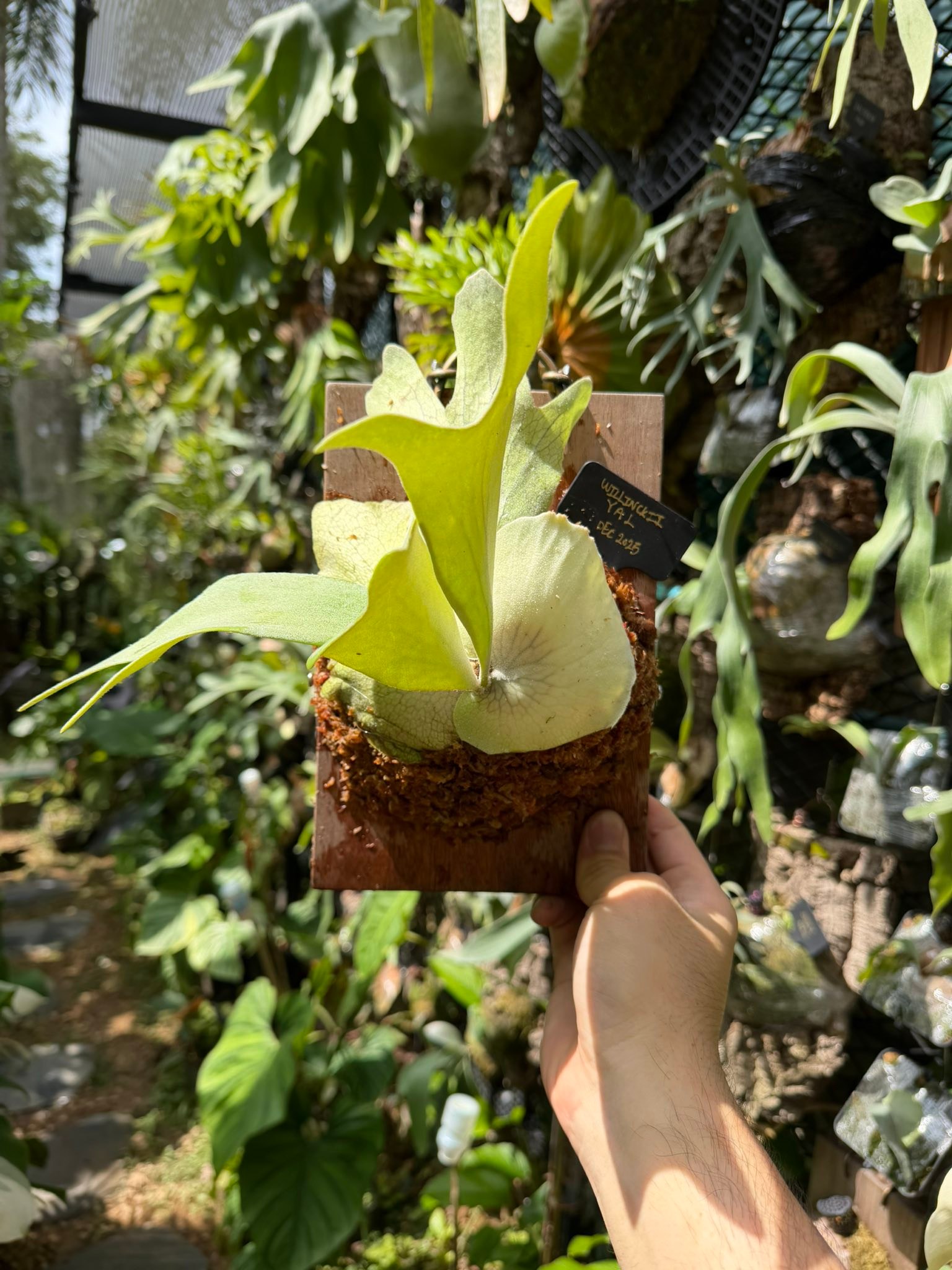 P. willinckii 