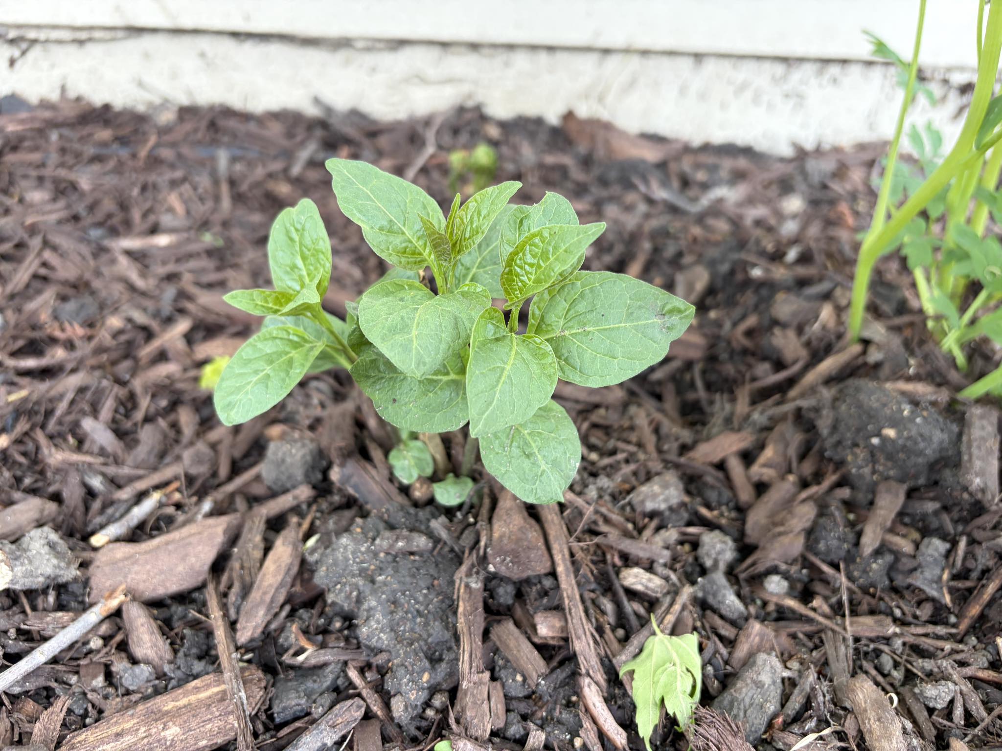 What is this unknown plant in my yard?