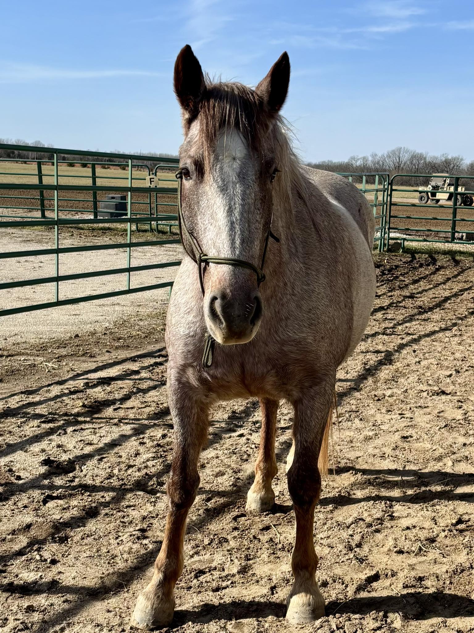 Dream Horse AZ | Tortolita AZ