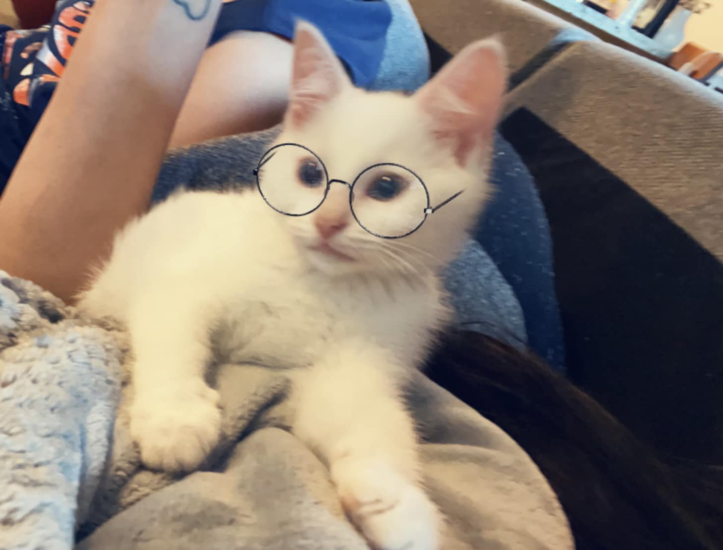 Update  She is a HE and his name is Otis ❤️ 