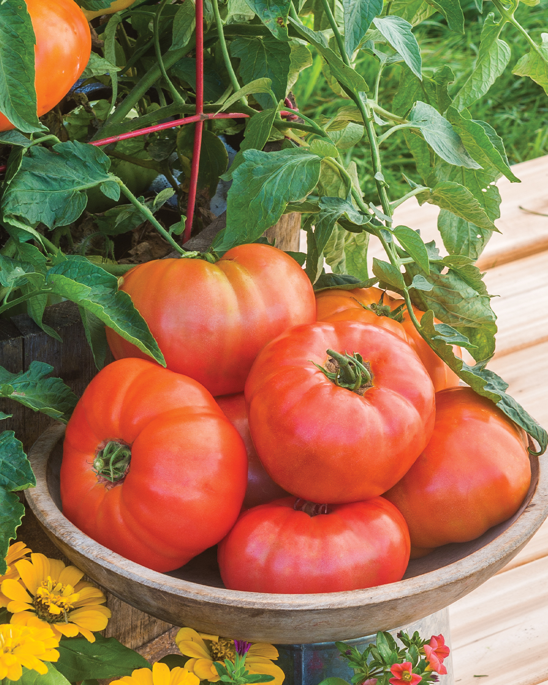 These container champions are great for... - Burpee Gardening | Facebook