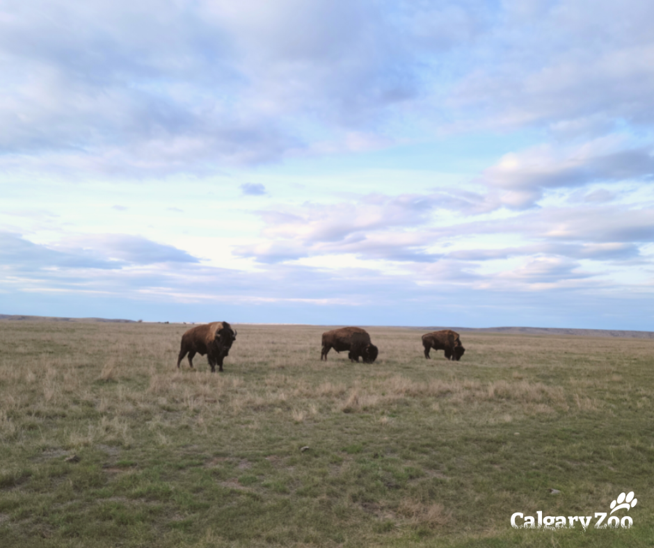 The Calgary Zoo - Today on National Indigenous Peoples Day we wanted to ...